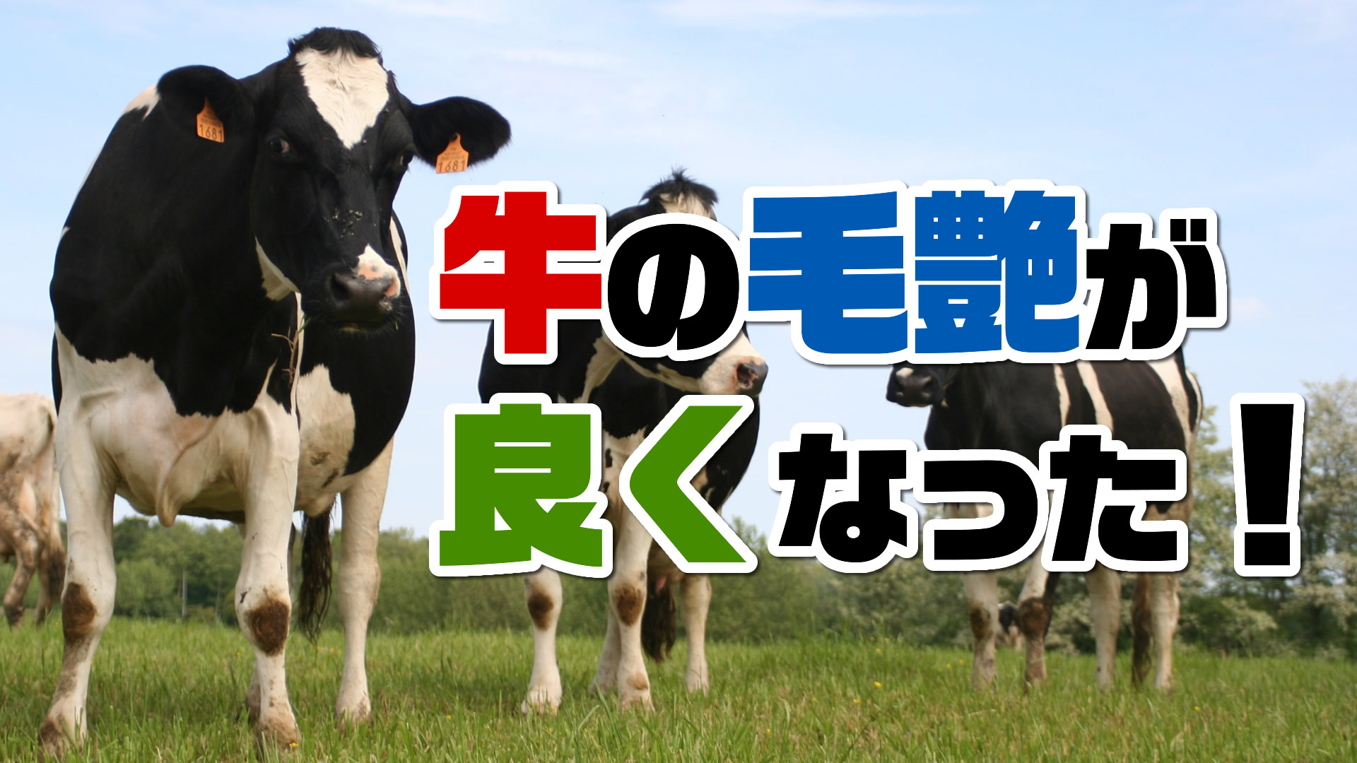 牛が穏やかになったり毛艶が良くなるのはなぜ？デイリーネットワーク【第１２回】