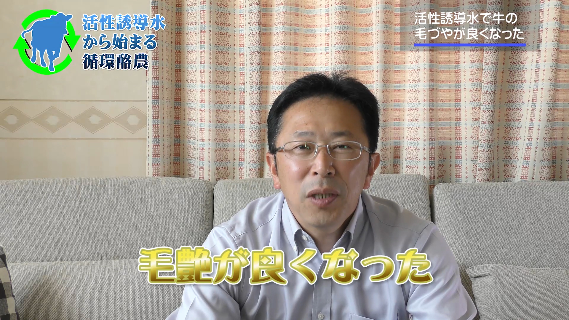 牛が穏やかになる！毛艶が良くなる！