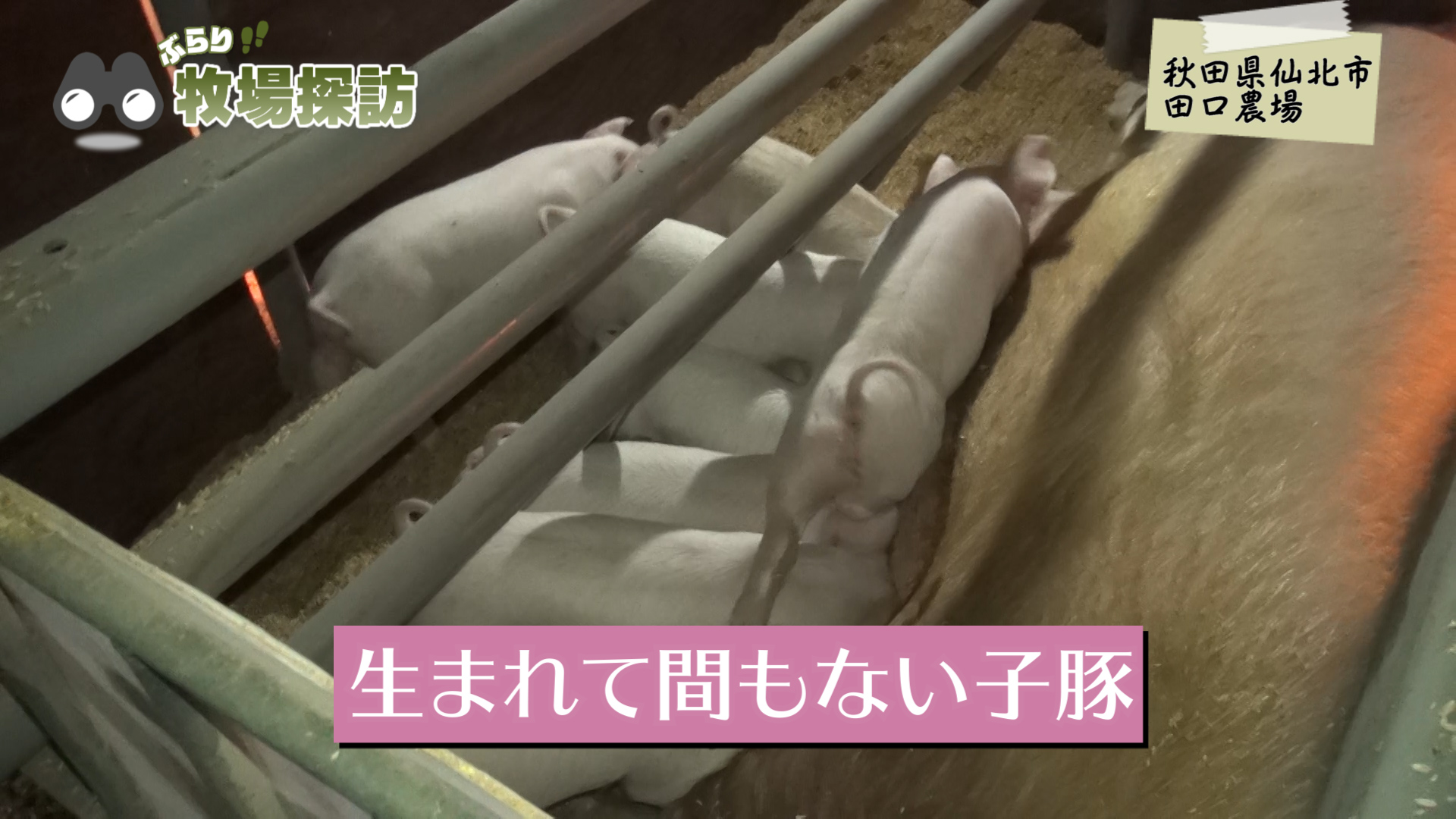 αリノレン虹の豚を育てる豚舎の環境とは？