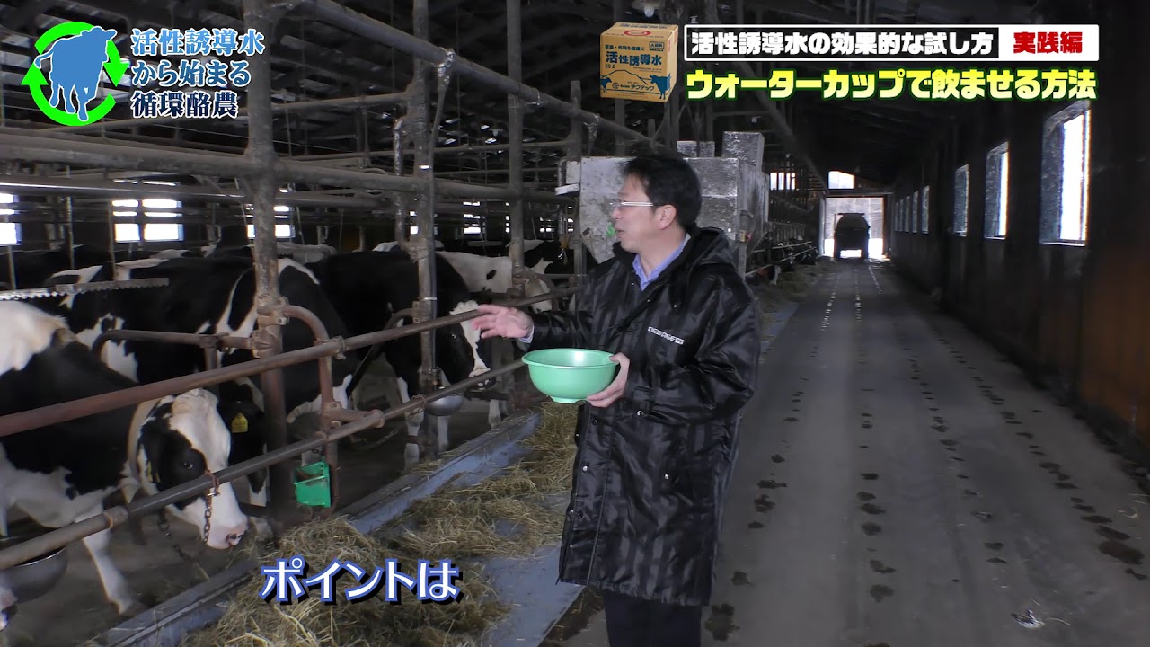 活性誘導水をウォーターカップで簡単に牛に飲ませる方法