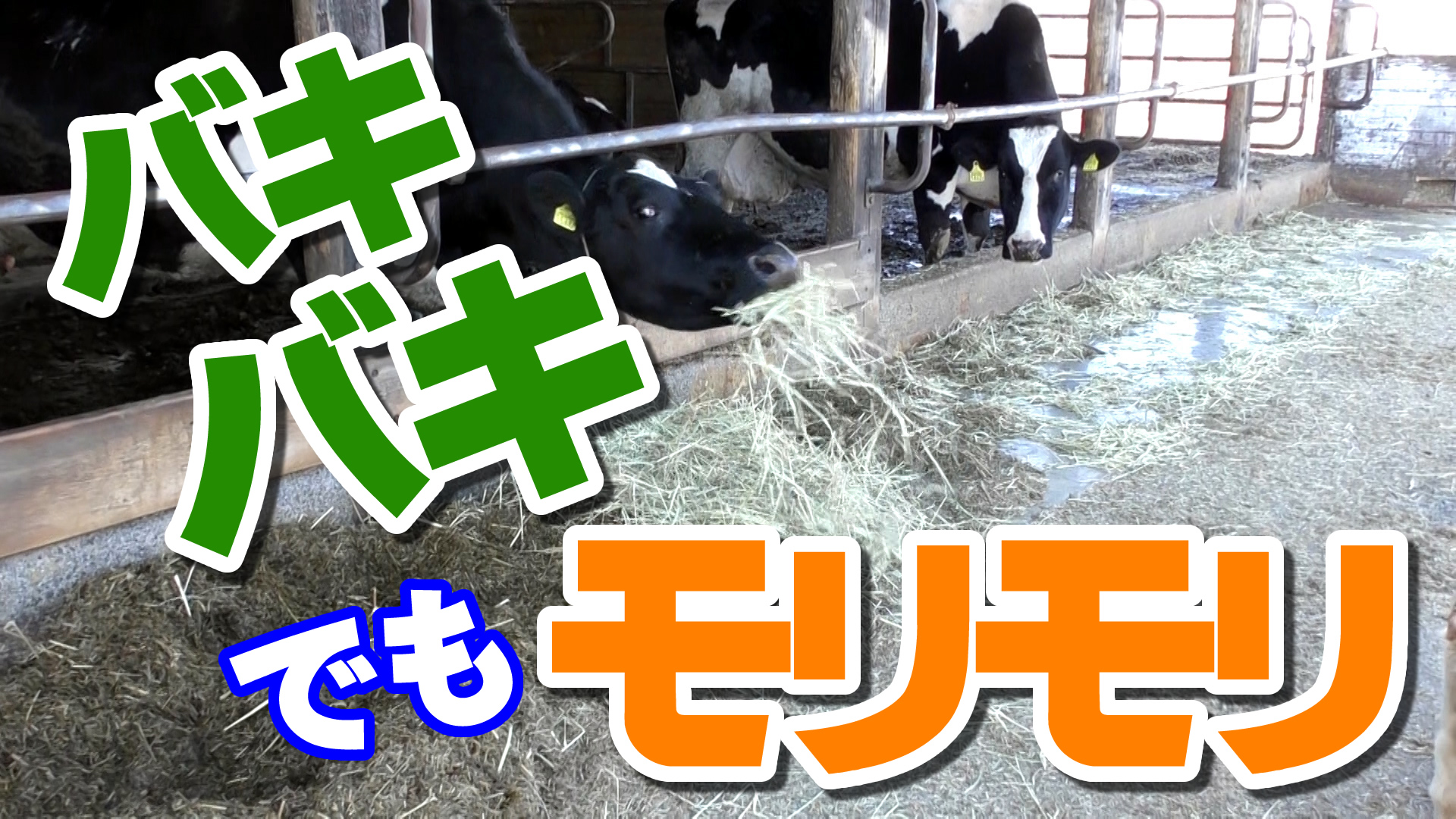 バキバキの乾草を牛がモリモリ食べる方法？デイリーネットワーク【第３４回】