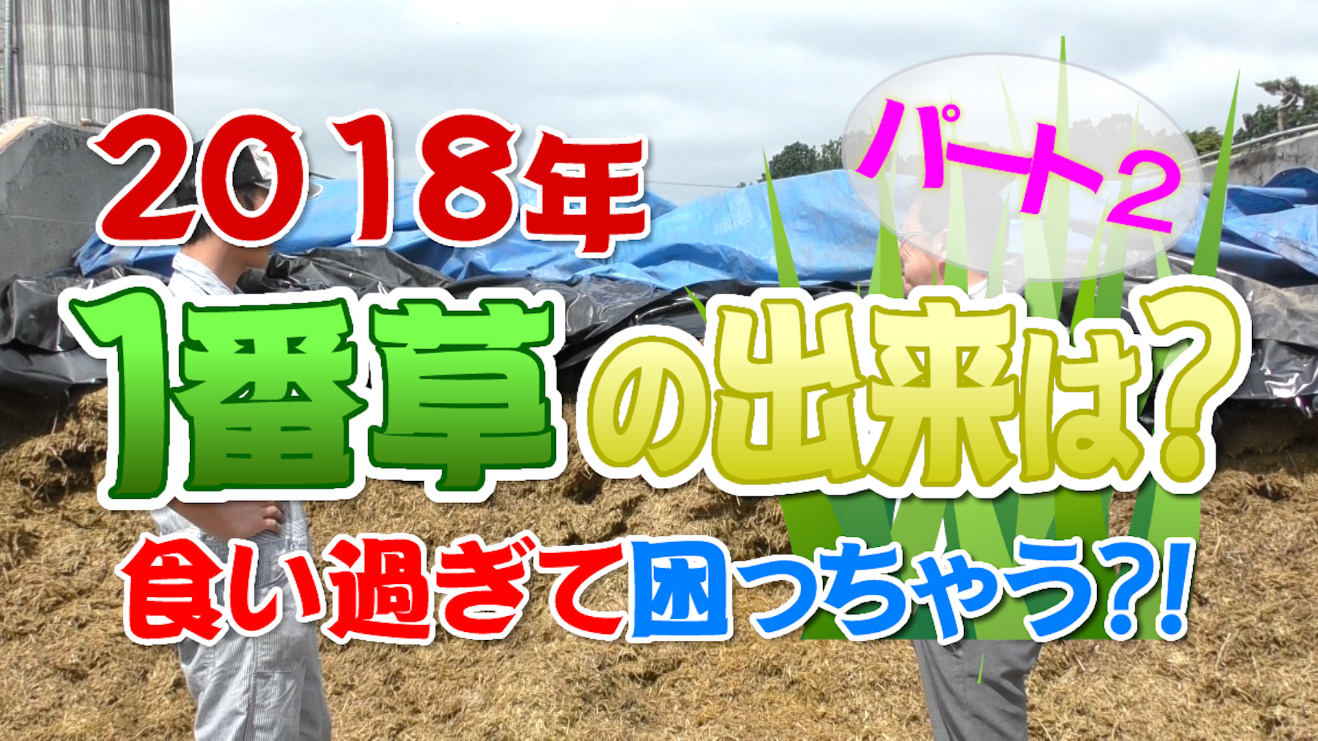 今年の１番草の出来は？パート２！食い過ぎて困っちゃう？！デイリーネットワーク【第４８回】