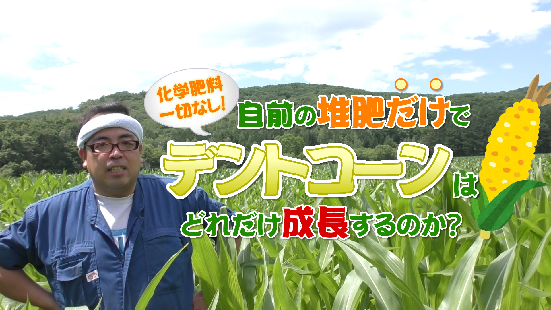 堆肥だけでデントコーンは伸びるか？デイリーネットワーク【第４５回】