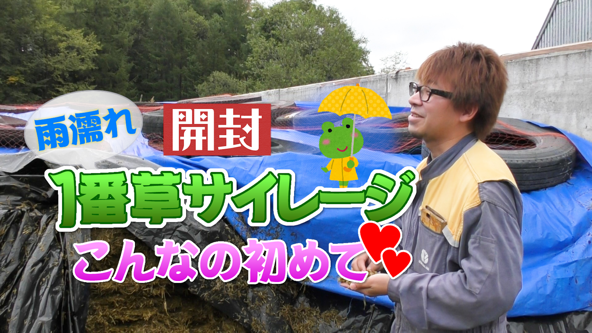 雨濡れ１番草サイレージ開封！こんなの初めて　デイリーネットワーク【第５５回】