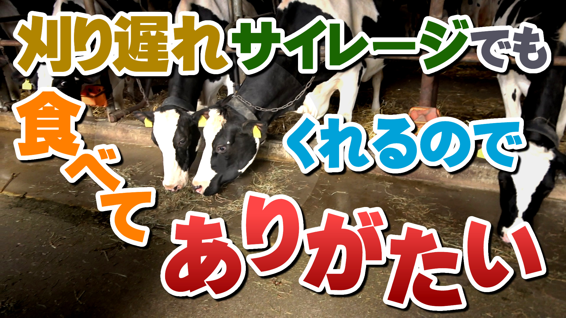 刈り遅れサイレージでも食べてくれるのでありがたい！デイリーネットワーク【第７９回】
