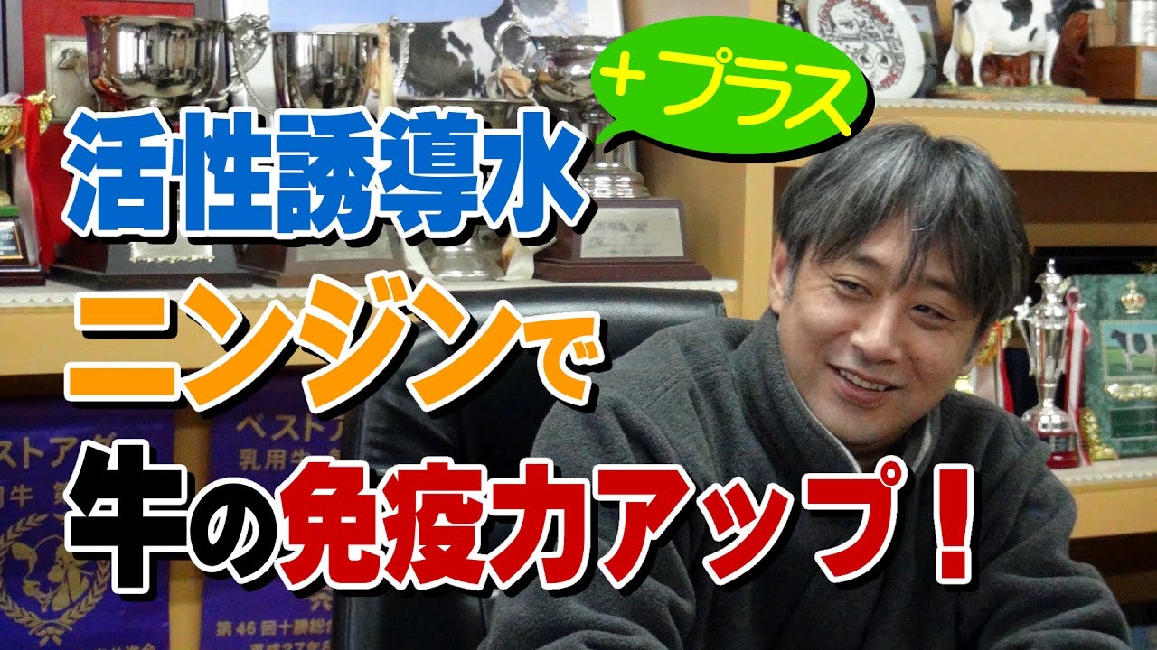 活性誘導水＋ニンジンで牛の免疫力アップ！