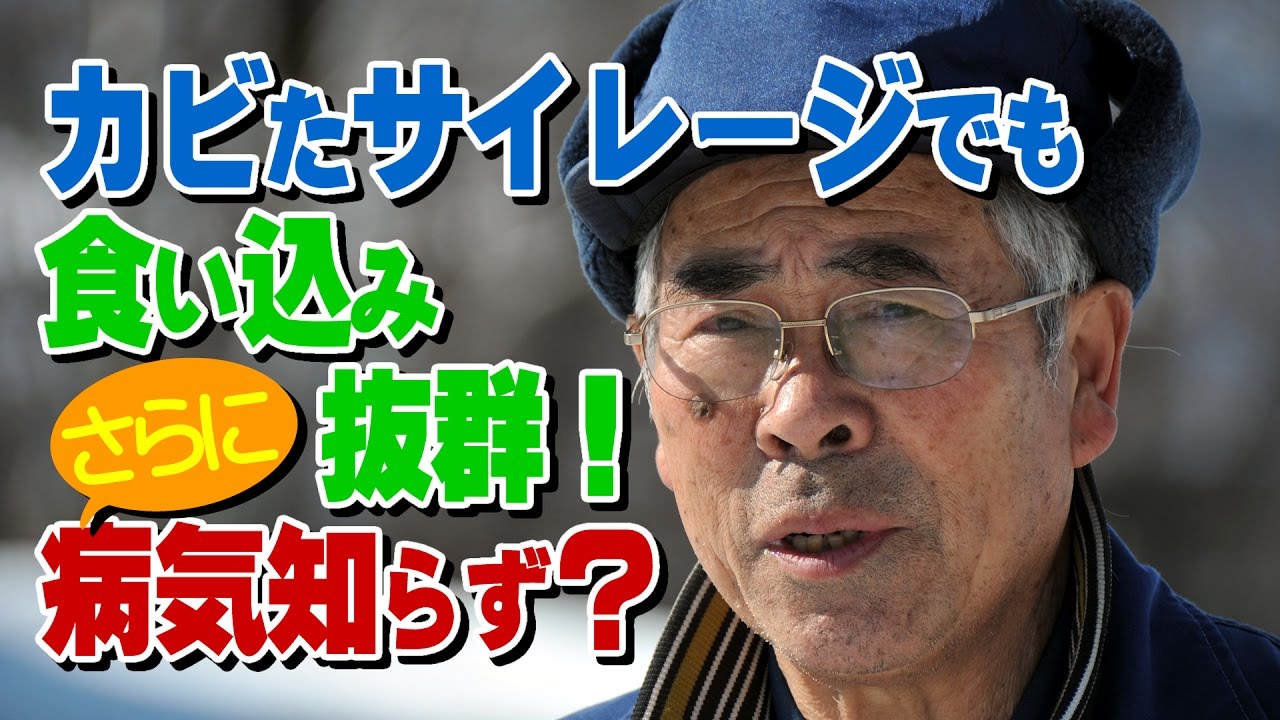 カビたサイレージでも食い込み抜群？！さらに乳房炎なし！