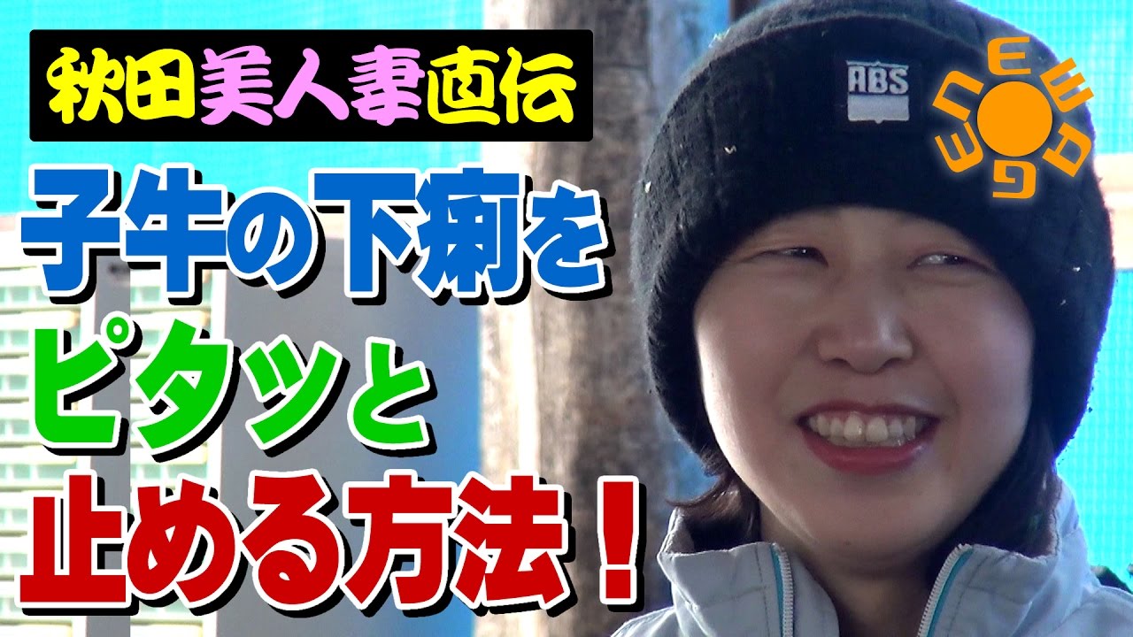 秋田美人妻直伝！子牛の下痢をピタッと止める方法