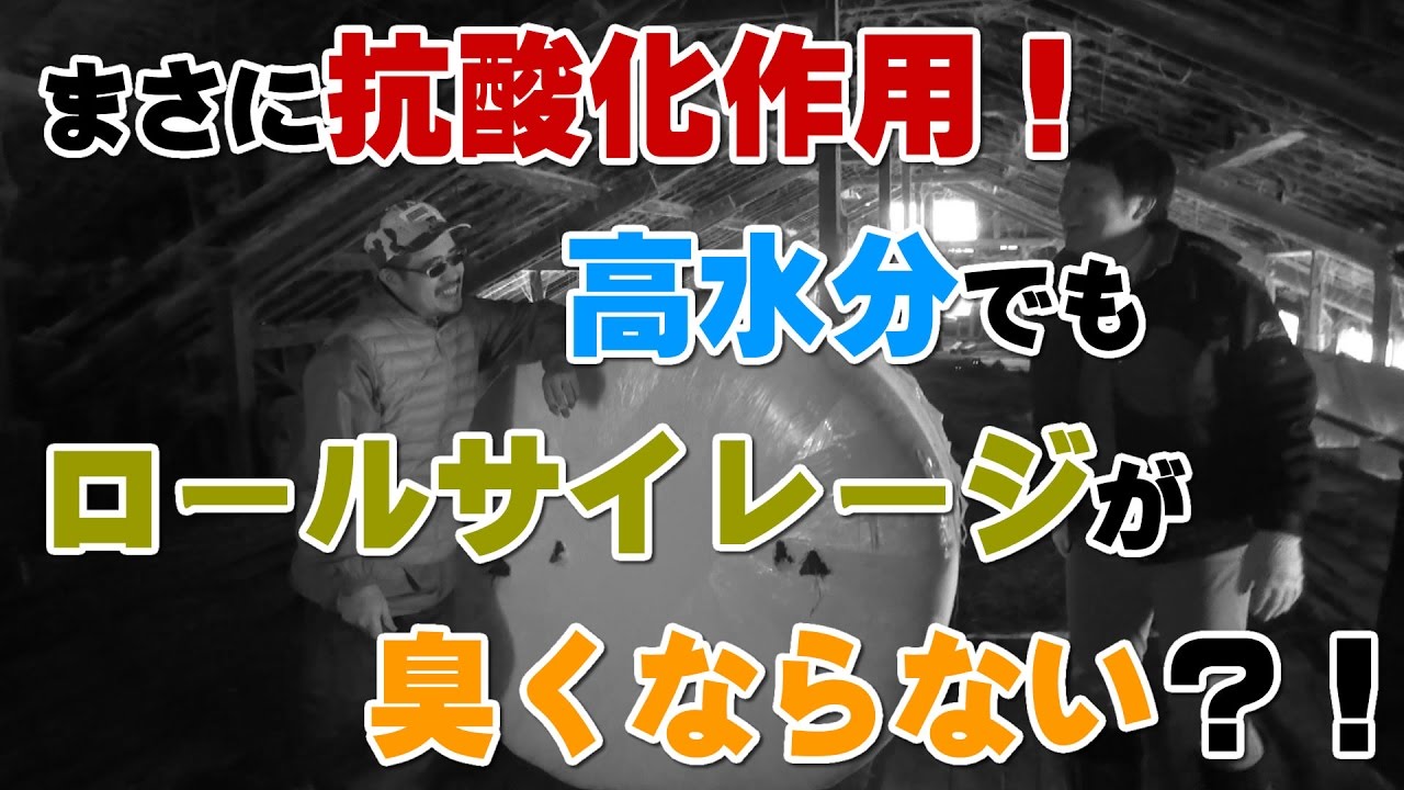 まさに抗酸化作用！高水分でもロールサイレージが臭くならない？！
