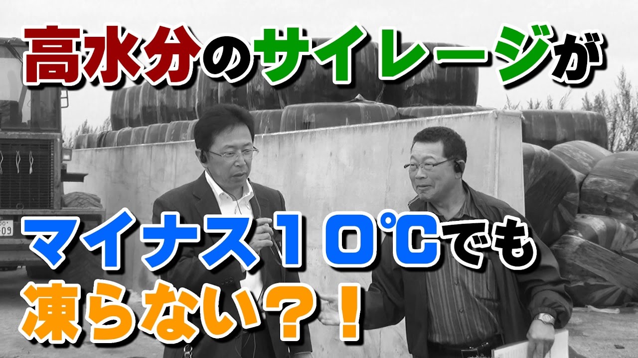 高水分のサイレージがマイナス１０℃でも凍らないワケとは？