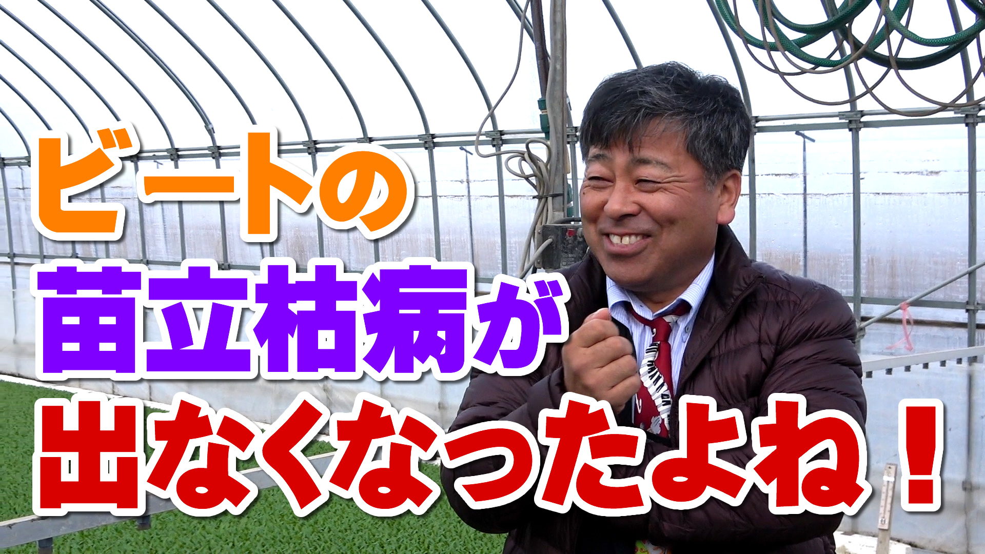 畑作にも効果あり？甜菜（ビート）の苗立枯病が出なくなった！ デイリーネットワーク【第８３回】