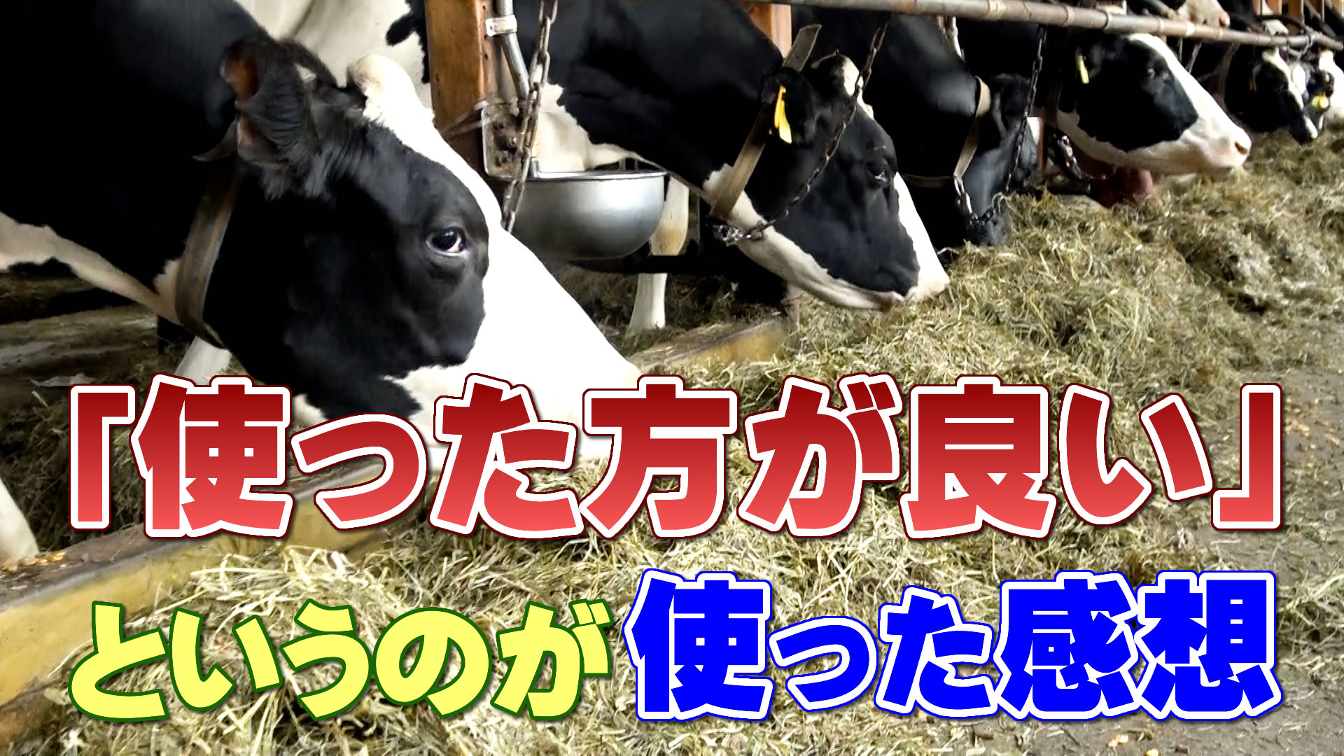 「使った方が良い」というのが使った感想 ～デイリーネットワーク【第８５回】