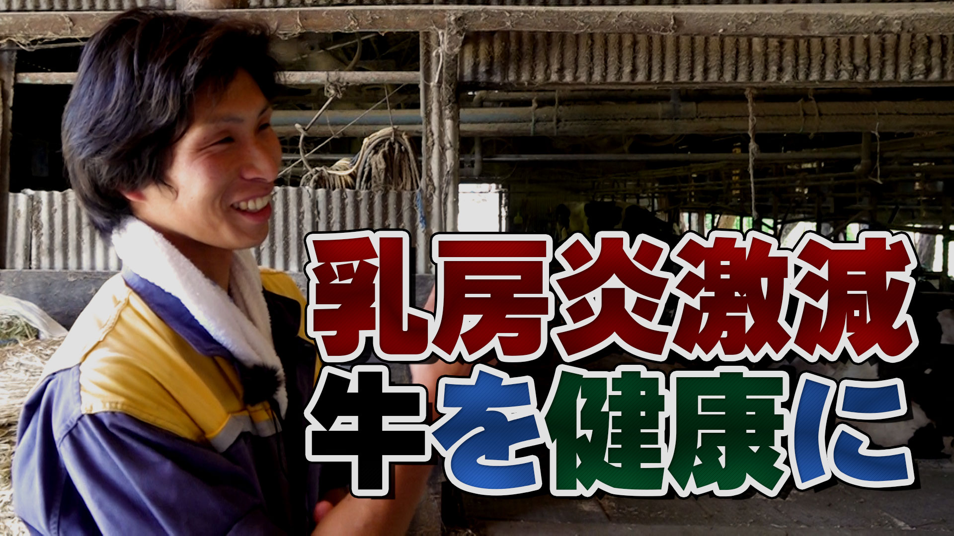 乳房炎を減らし牛を健康に飼う！デイリーネットワーク【第９０回】