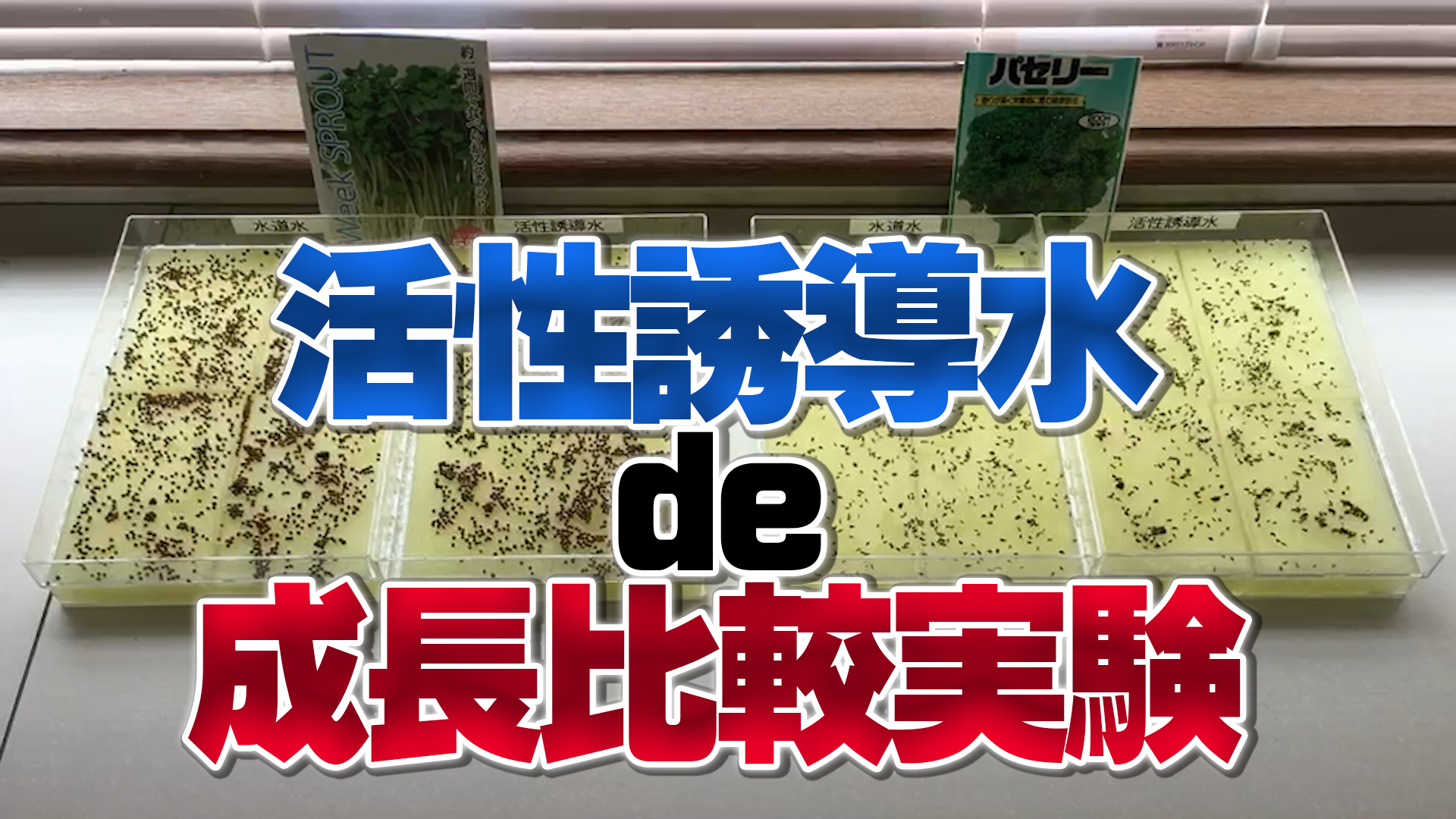 【活性誘導水での野菜成長比較】水耕栽培でやってみた結果【第１３１回】