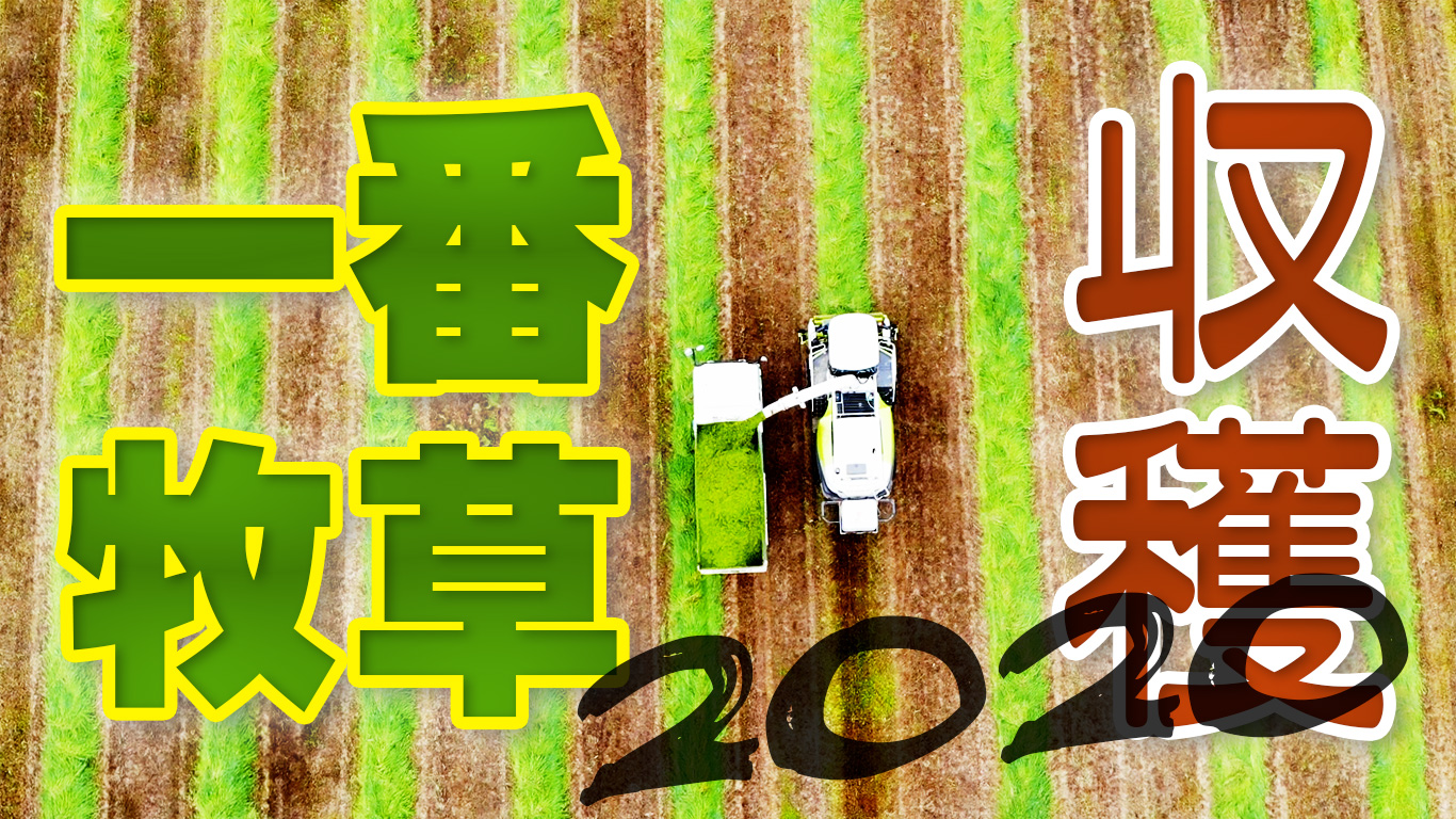 【一番牧草収穫2020】前日の雨でビショ濡れ！北海道中標津町・斉藤牧場【第144回】