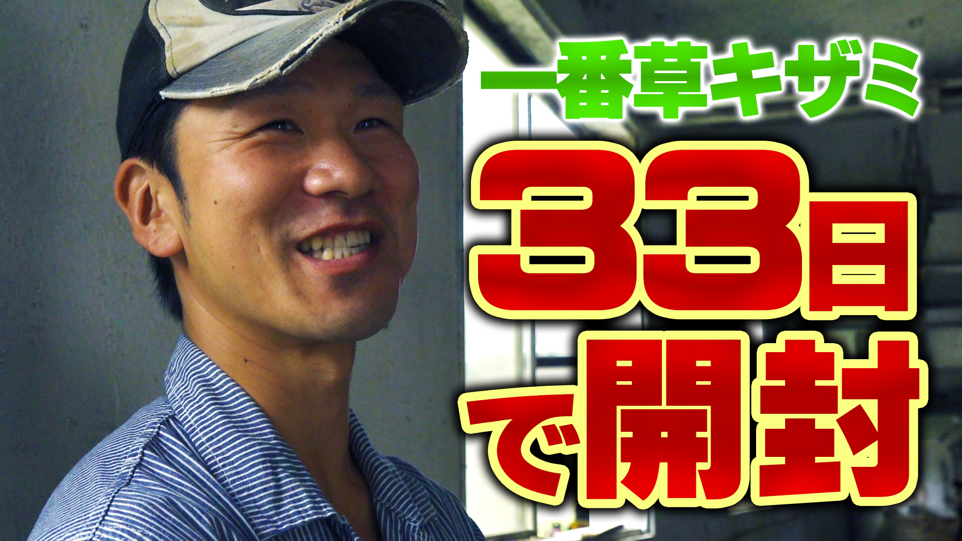 １番牧草キザミを33日で開封して牛に食べさせてみた【第149回】