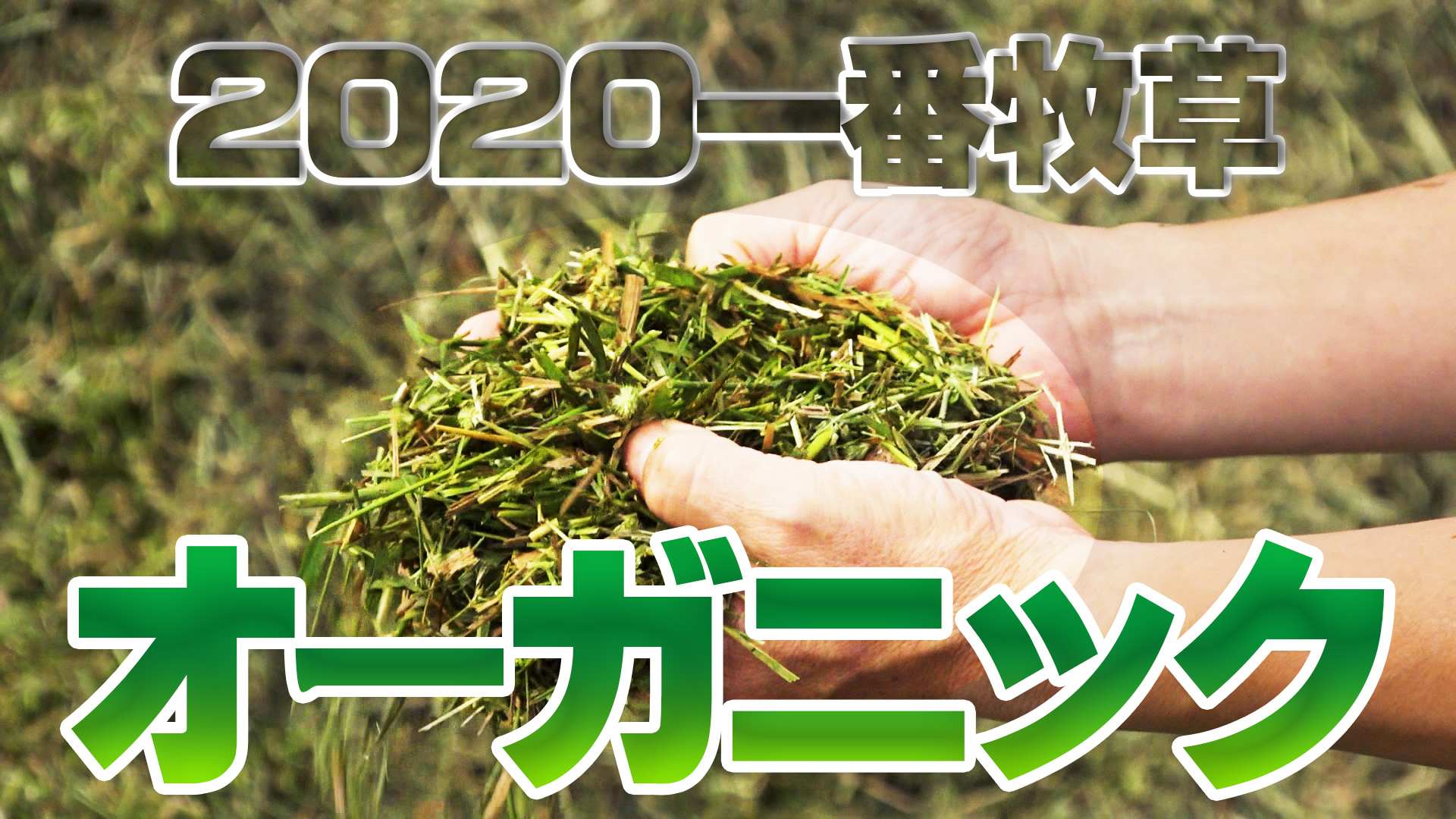 【2020一番牧草】オーガニック牧草の出来は？【第147回】