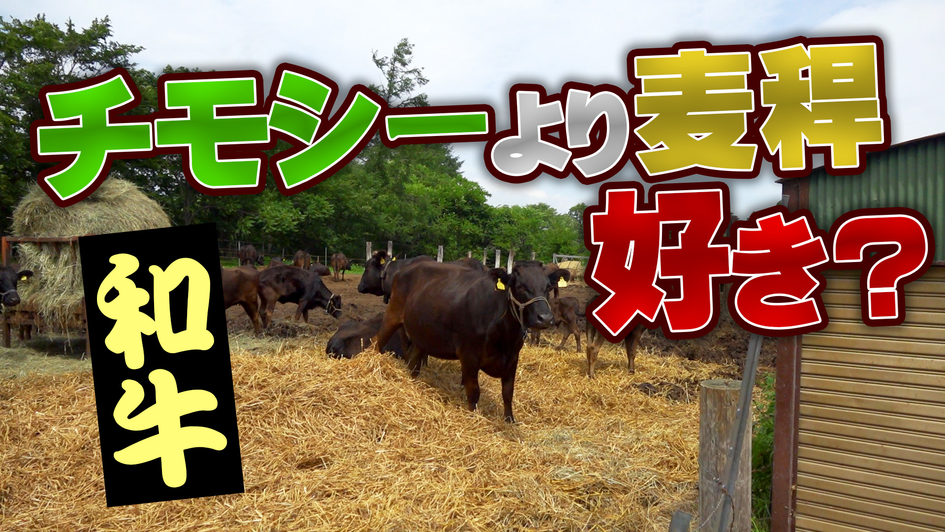 【和牛】１番草チモシーロールより麦稈が好き？【第151回】