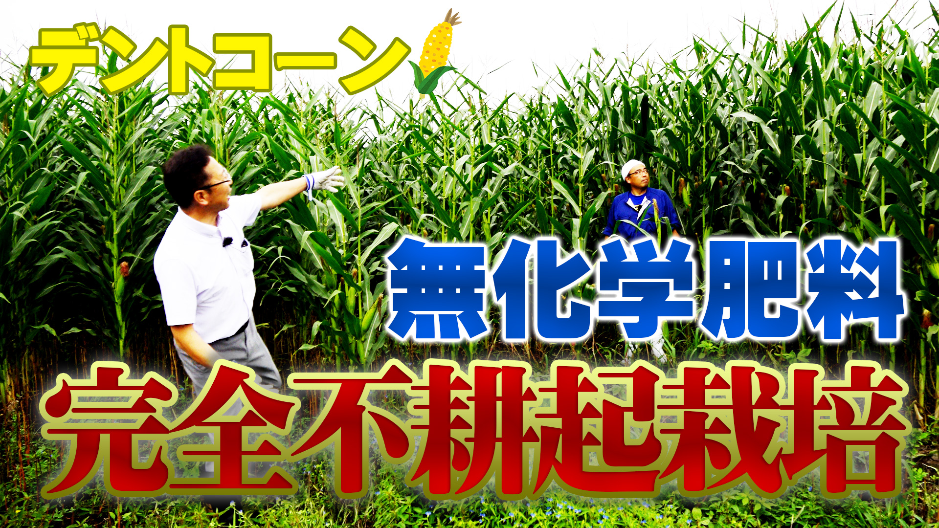 一番牧草サイレージ＆無化学肥料・完全不耕起栽培デントコーンの出来は？【第153回】