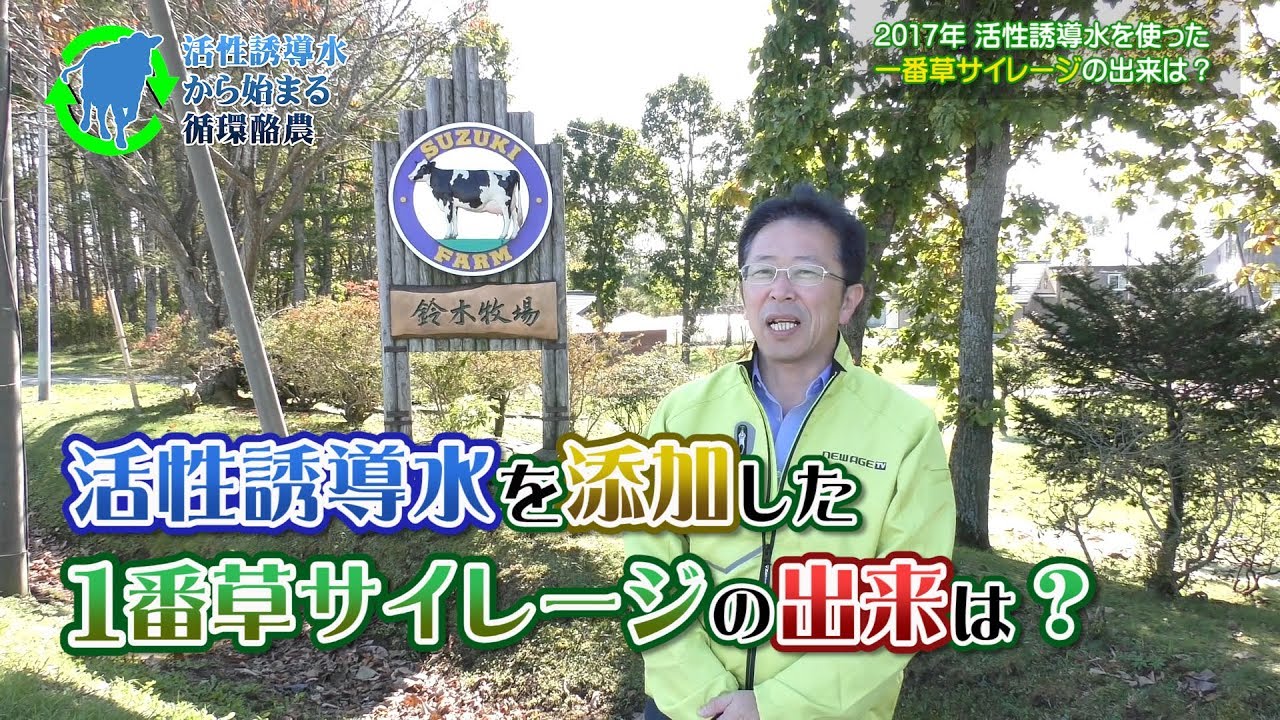 開けてびっくり！一番牧草サイレージが青いまま？