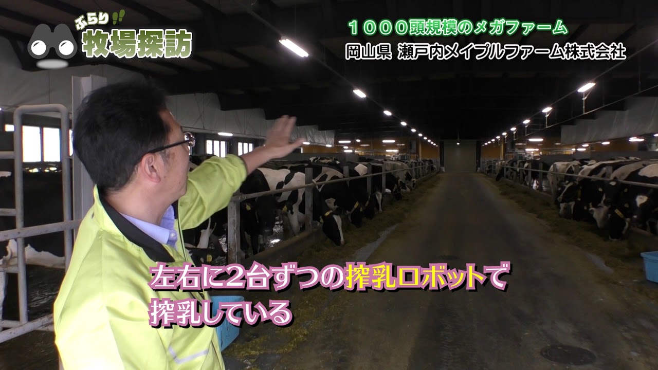 １０００頭規模のメガファーム！瀬戸内メイプルファーム株式会社