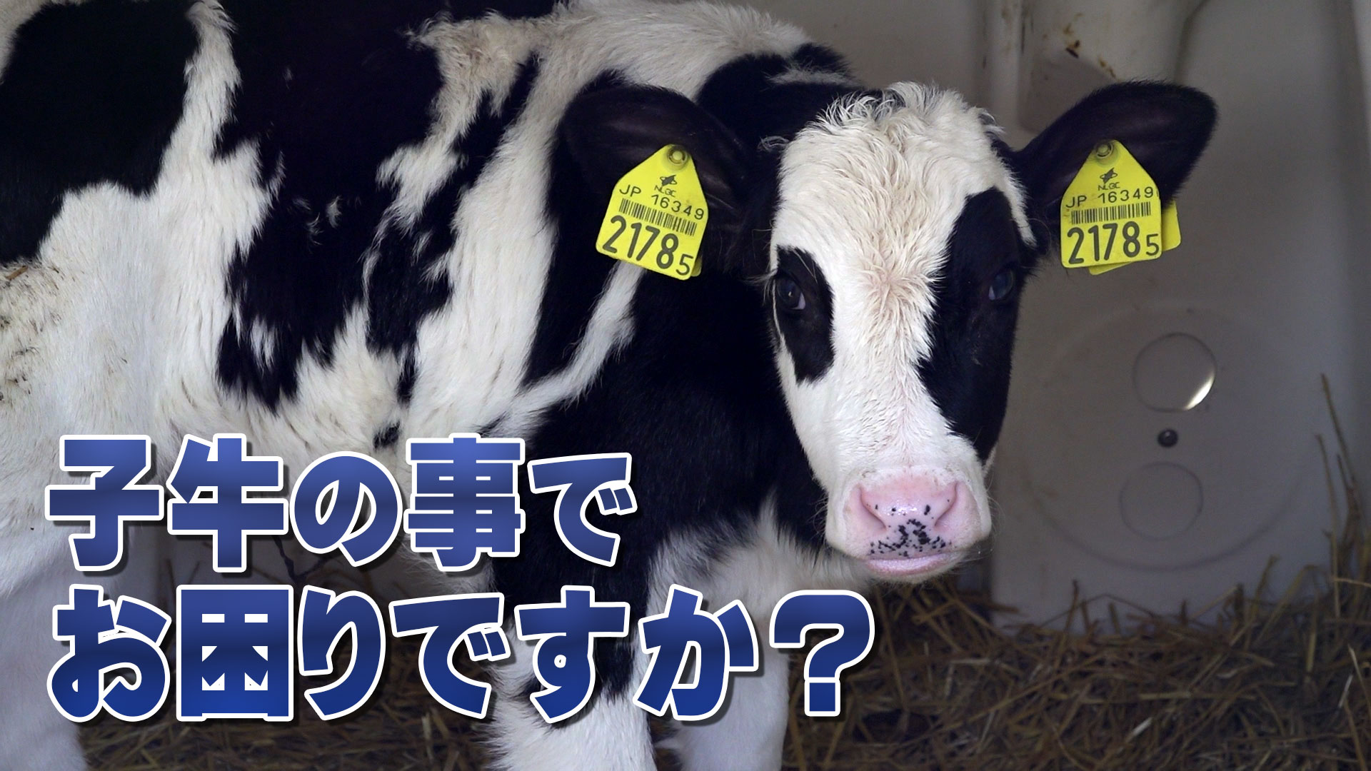 子牛の事でお困りですか？哺乳用A飼料・スコヤカシリーズSをお試し下さい【第180回】