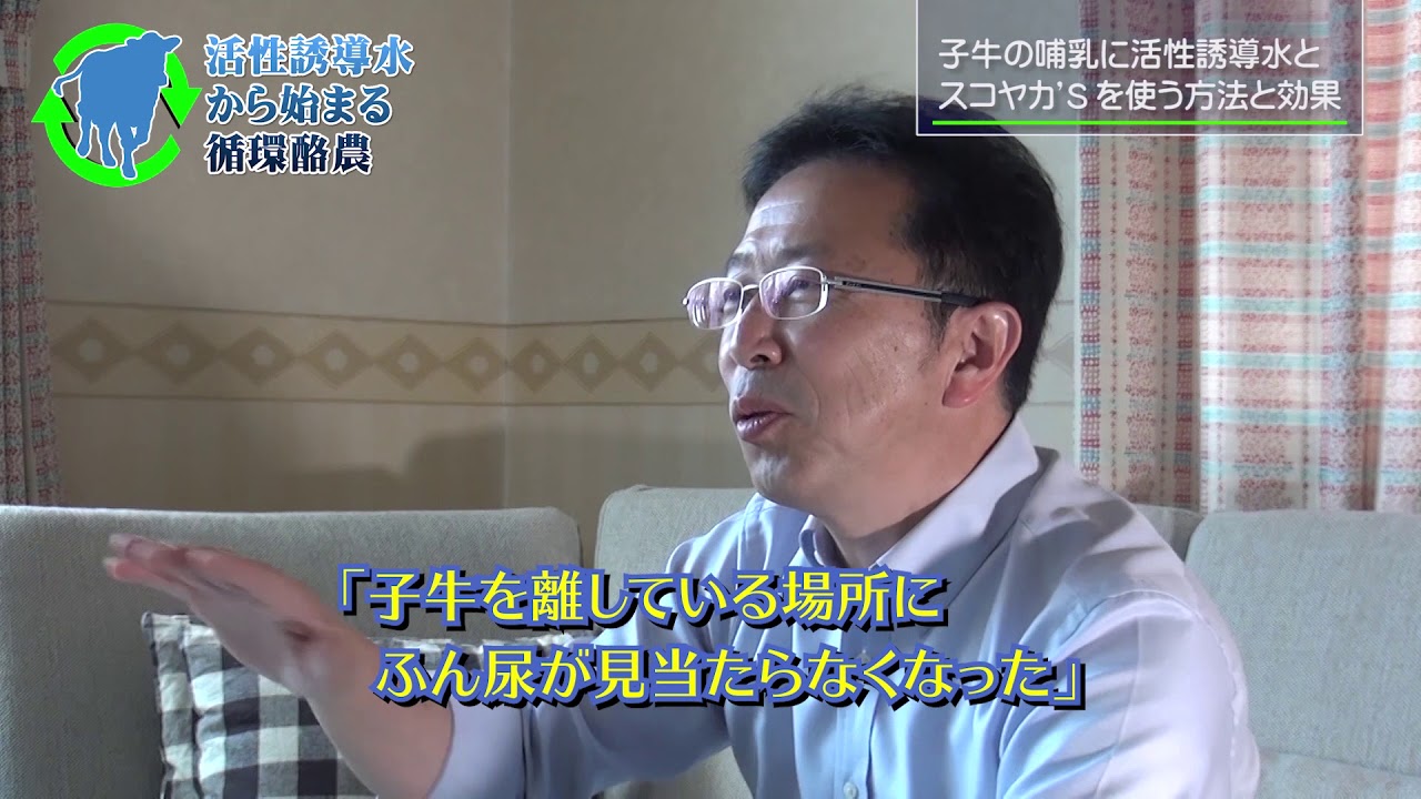 子牛がスクスク育つ活性誘導水とスコヤカ'Sの使い方