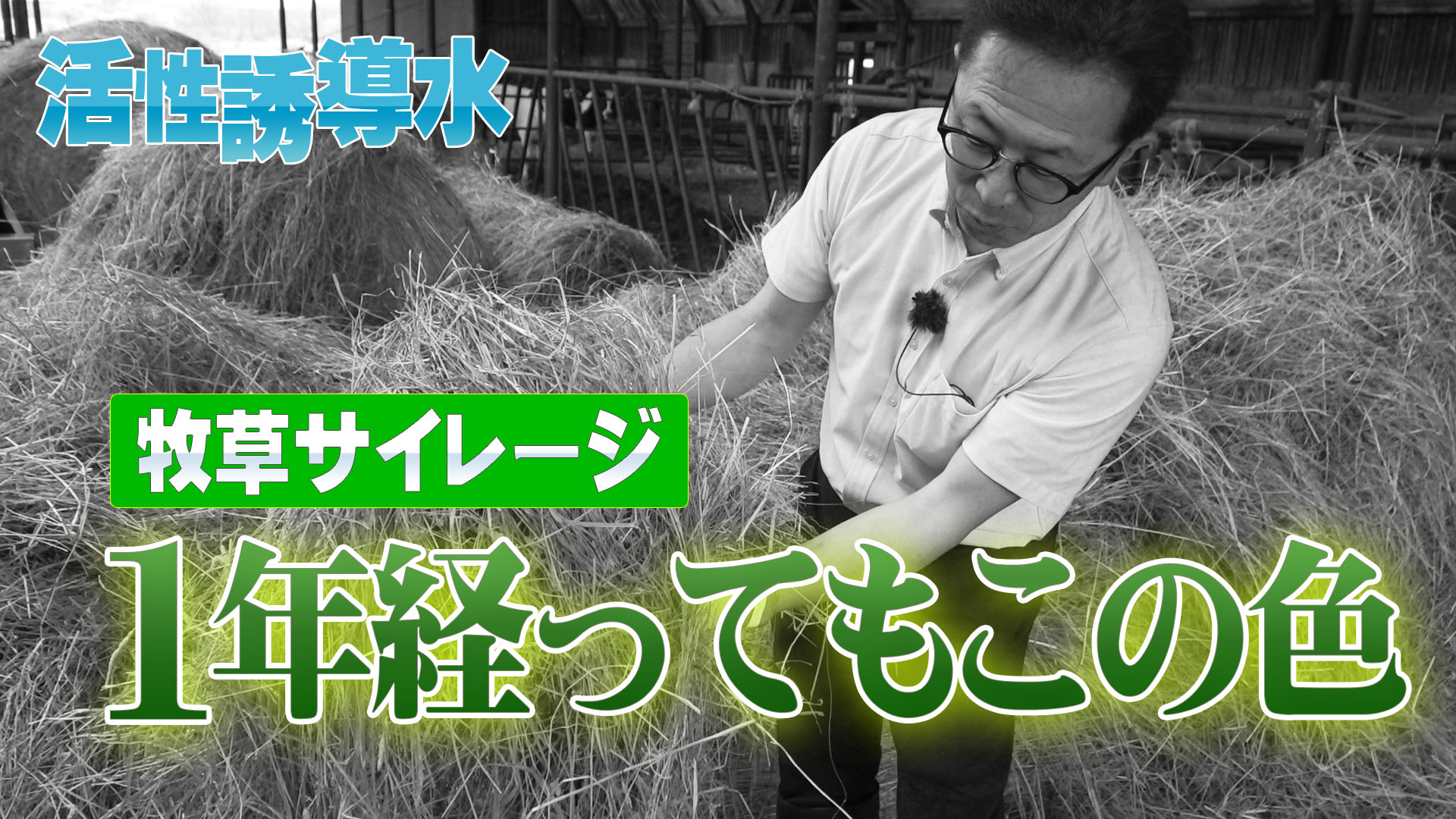 【１年経ってもこの色】活性誘導水を添加した牧草サイレージの特徴とは？