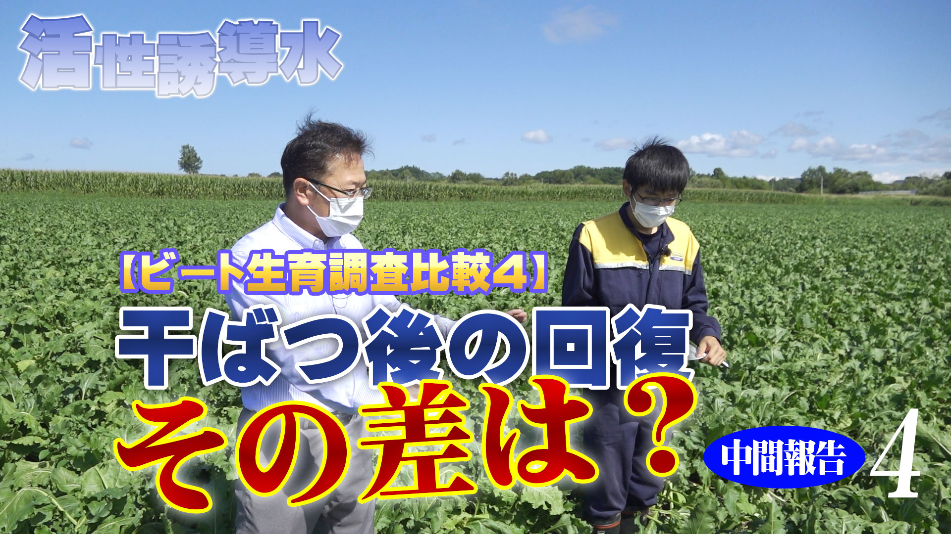 【ビート生育調査比較４】干ばつ後の回復に活性誘導水の効果はみられたか？ 中間報告４【第207回】