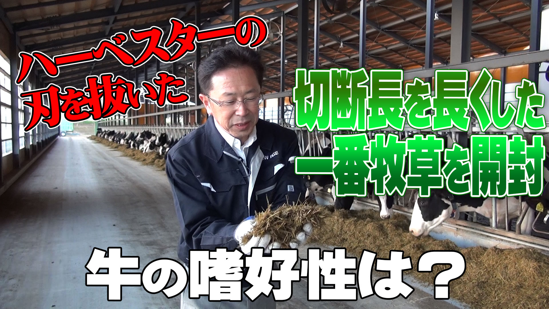 【2021一番牧草開封】ハーベスターの刃を抜いて切断長を長くした一番牧草の出来は？牛の嗜好性はどうか？【第214回】