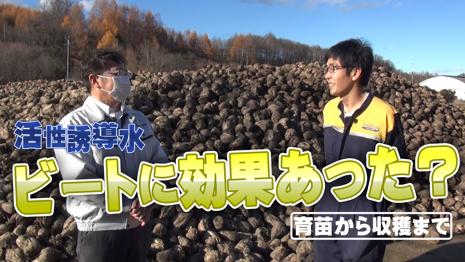 【ビートに効果はあったか？】育苗から収穫まで活性誘導水を使ってみた感想