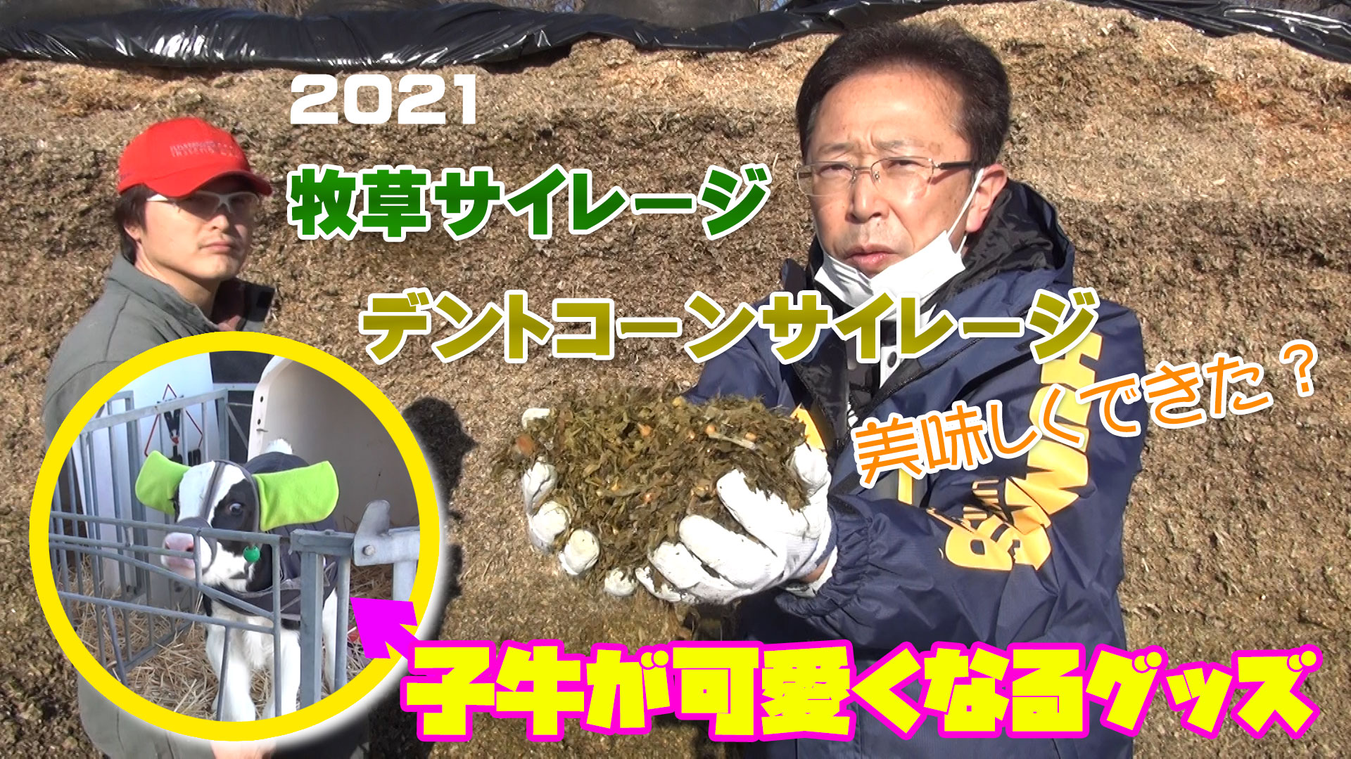 美味しい一番草・デントコーンサイレージが出来ましたand 子牛がメチャ可愛くなるグッズ紹介！【DNW221】