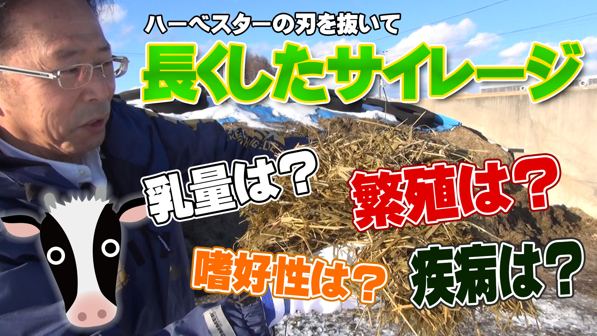 【切断長を長くした牧草サイレージ】嗜好性・乳量・疾病・繁殖など牛への影響は？【DNW224】