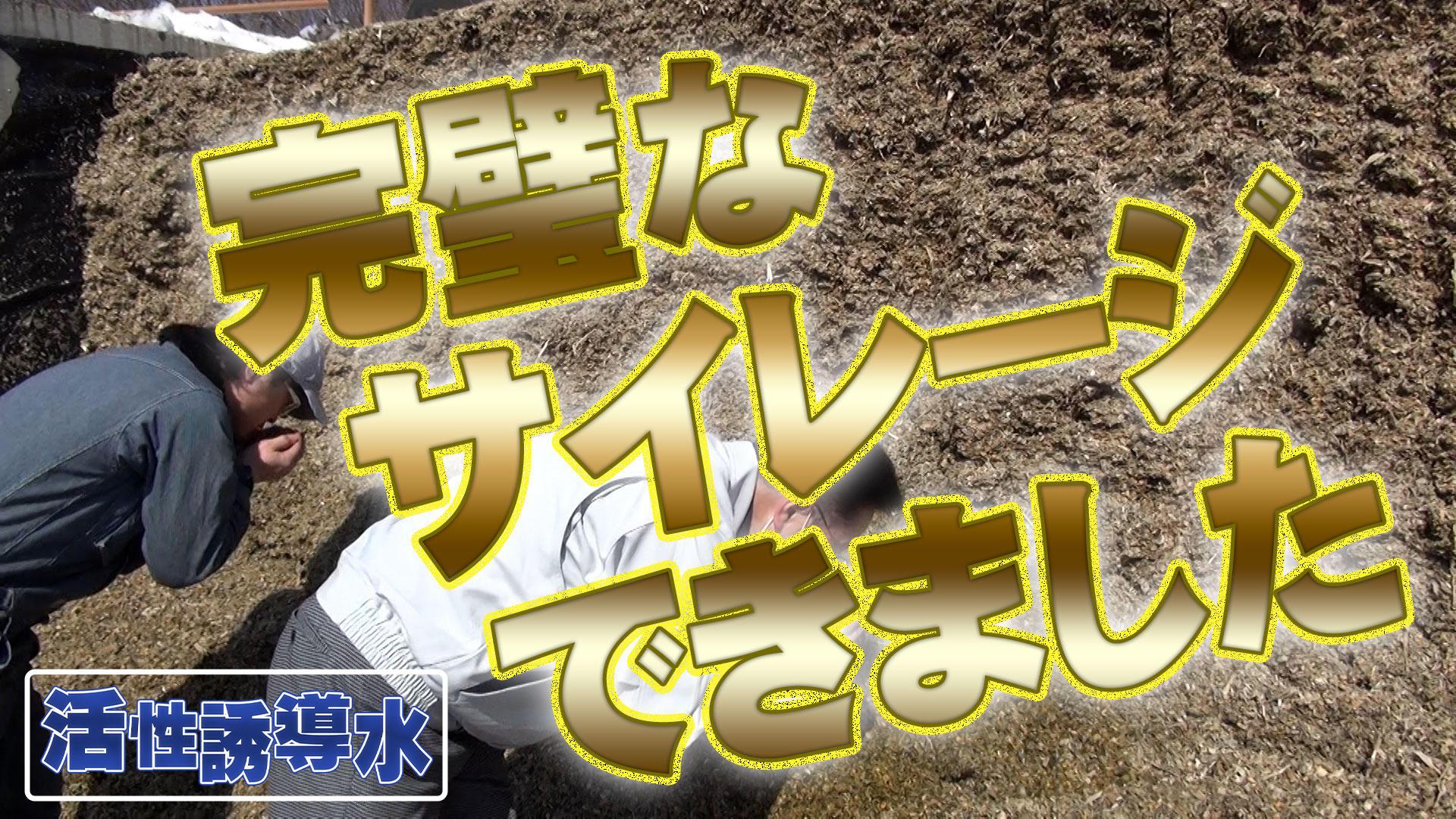 完璧なサイレージ出来ました！【DNW237】