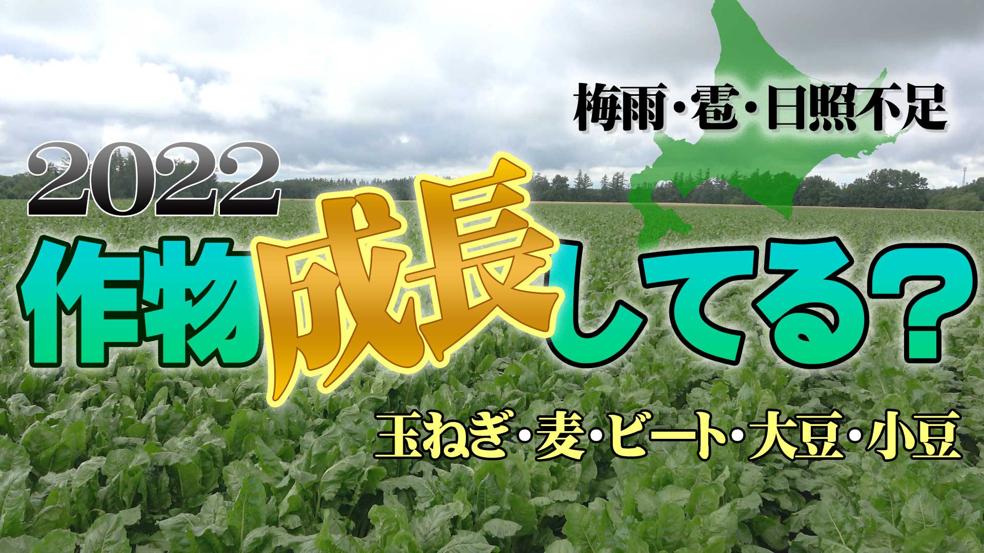 【梅雨・雹・日照不足】2022野菜生育への影響は？【DNW252】