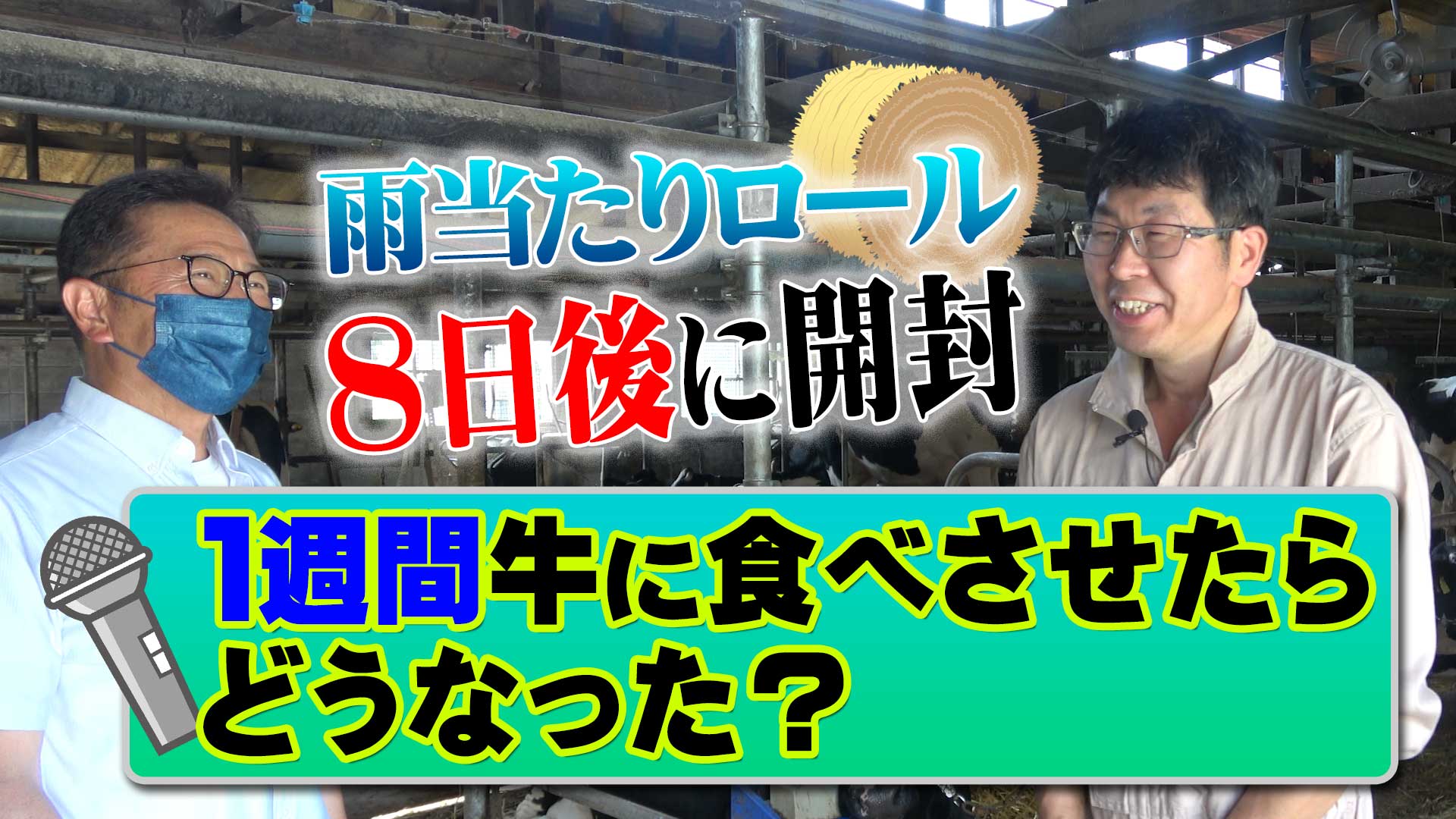 【ユーザーインタビュー】雨当たりロール８日後に開封！１週間牛に食べさせたらどうなった？【DNW251】