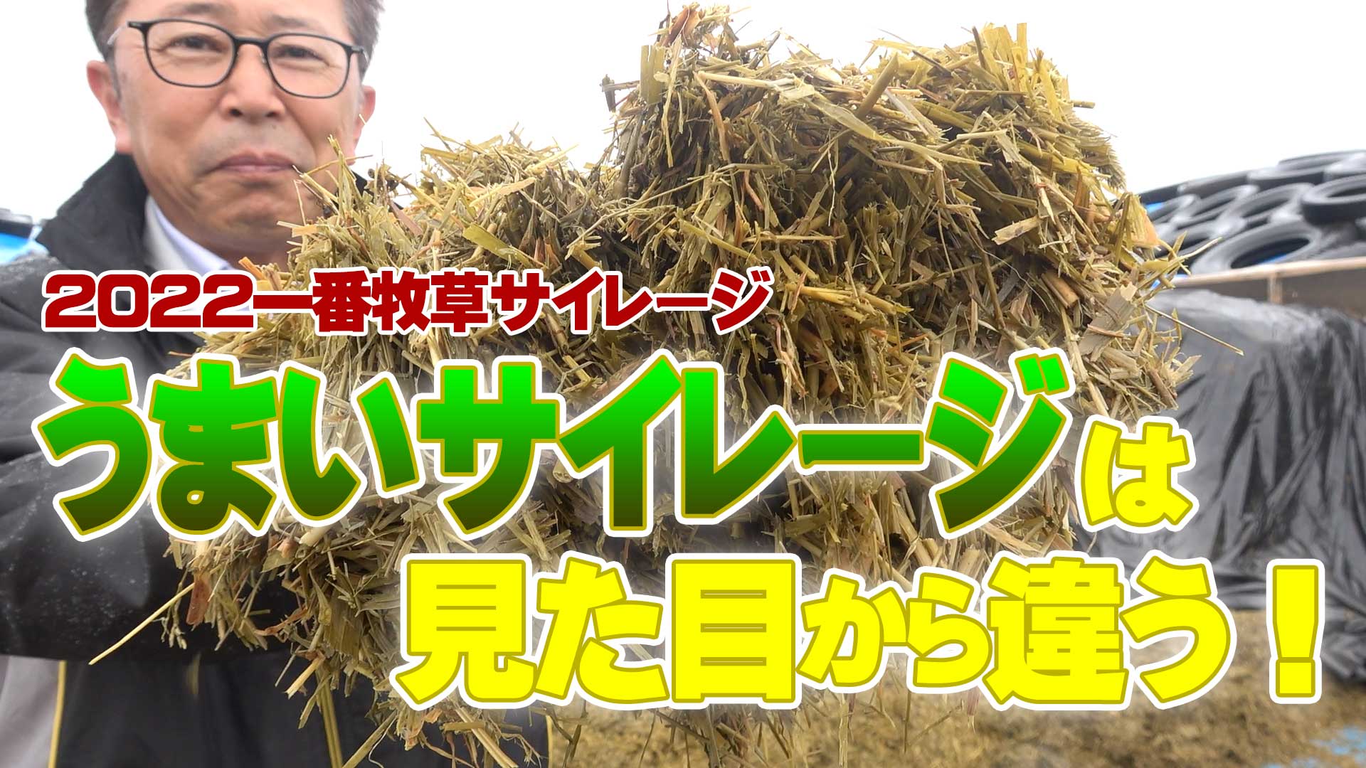【２０２２一番牧草開封】うまいサイレージは見た目から違う！掃除したように飼槽がカラっぽ【DNW261】