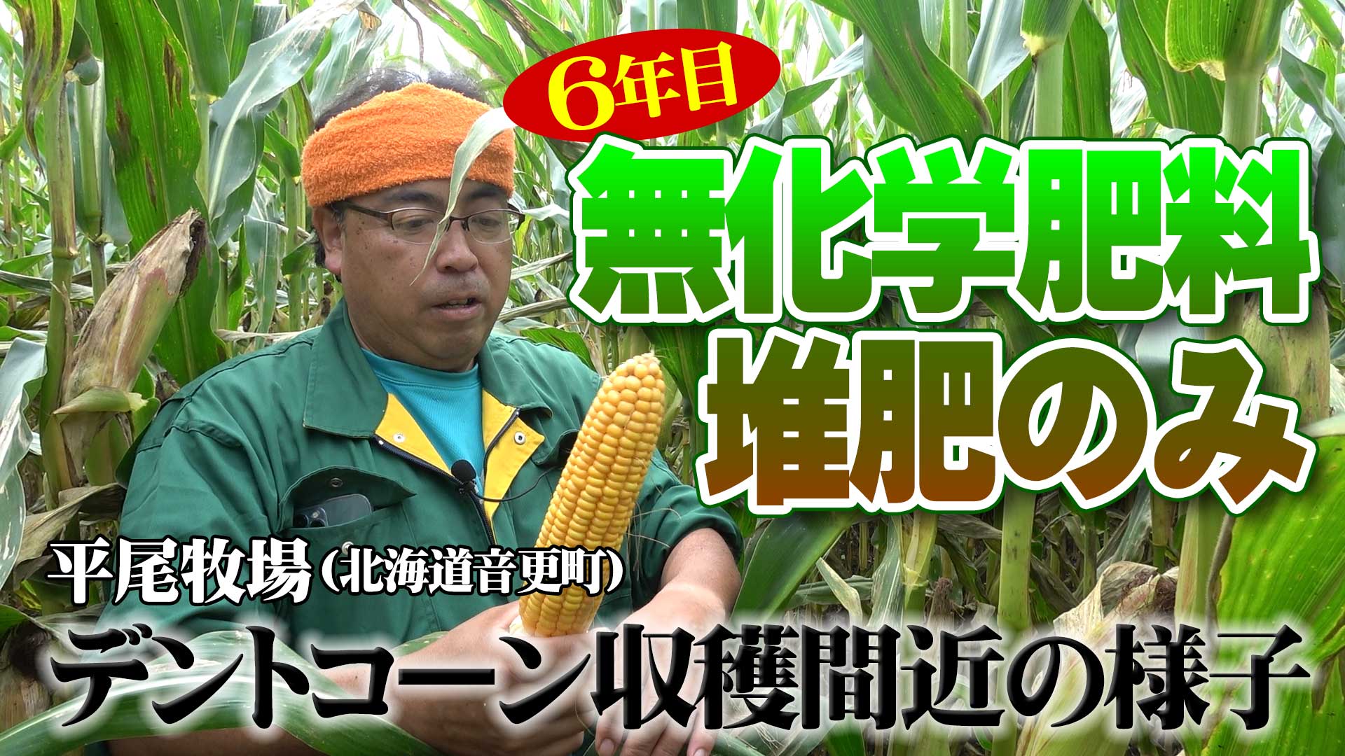 【無化学肥料・堆肥のみ6年目】平尾牧場デントコーン収穫間近の様子【DNW263】