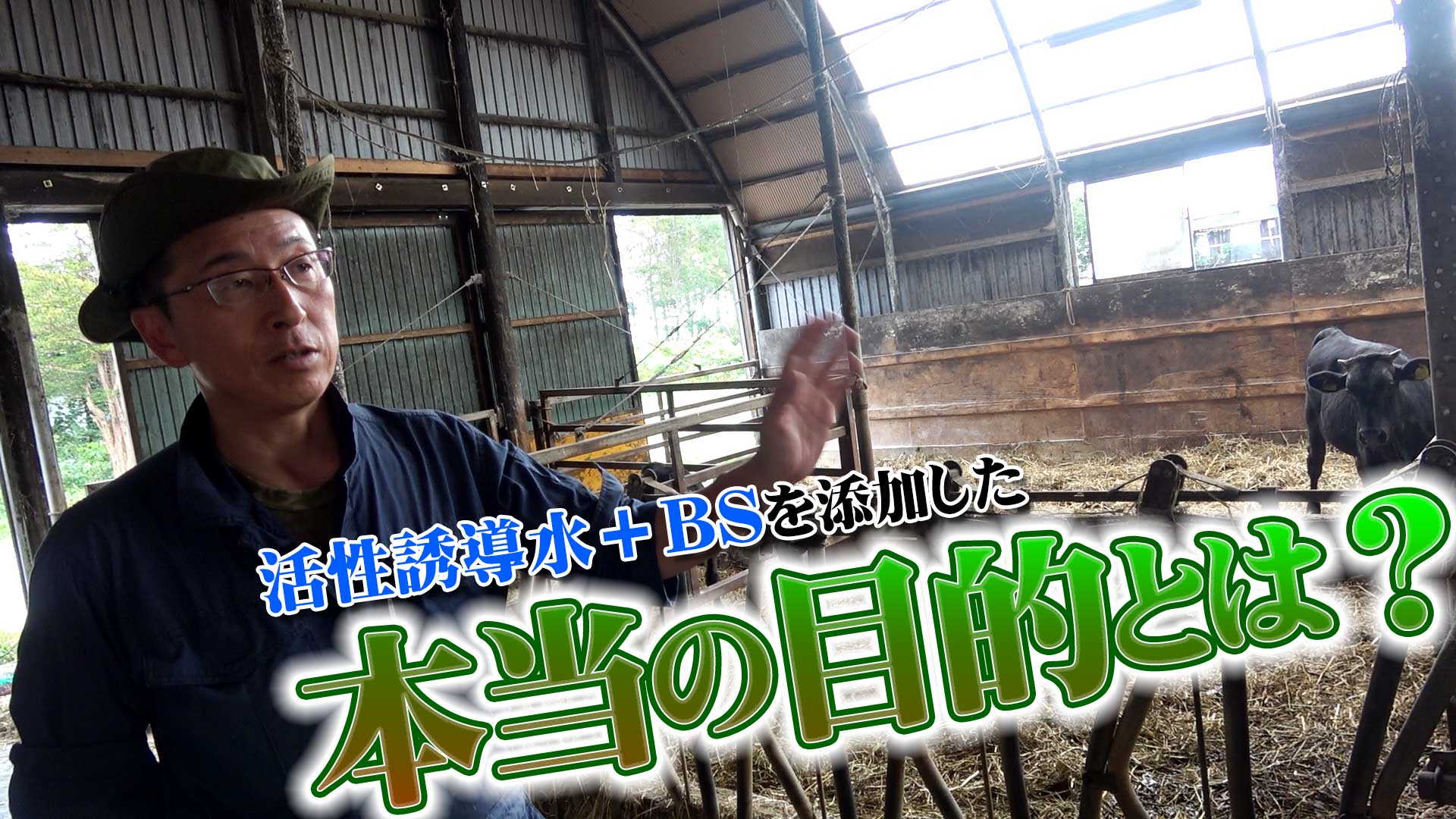 【活性誘導水＋ＢＳ添加の本当の目的】人も牛も楽で楽しくを目指して【DNW264】