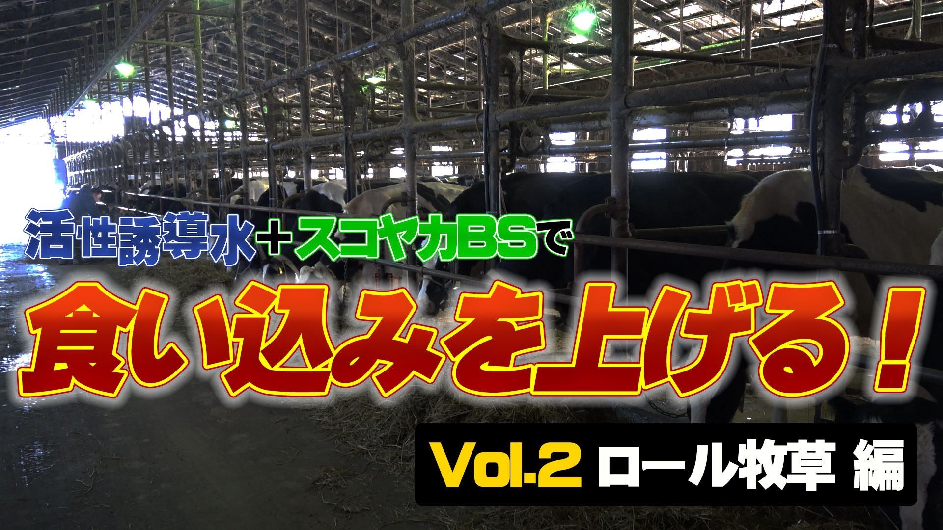 【ロール牧草編】活性誘導水＋ＢＳで食い込みを上げる！【DNW282】