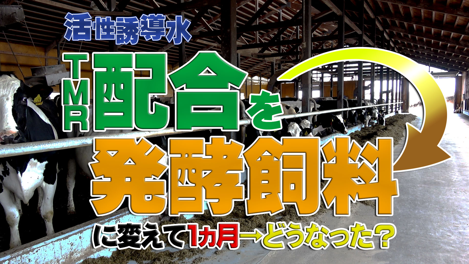 ＴＭＲの配合を発酵飼料に変えてから1ヵ月後の変化は？【DNW287】