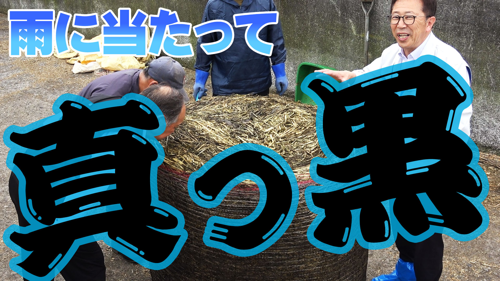 【不運！牧草が真っ黒】初めて活性誘導水を牧草に掛けたのに雨に当たってしまった！【DNW299】