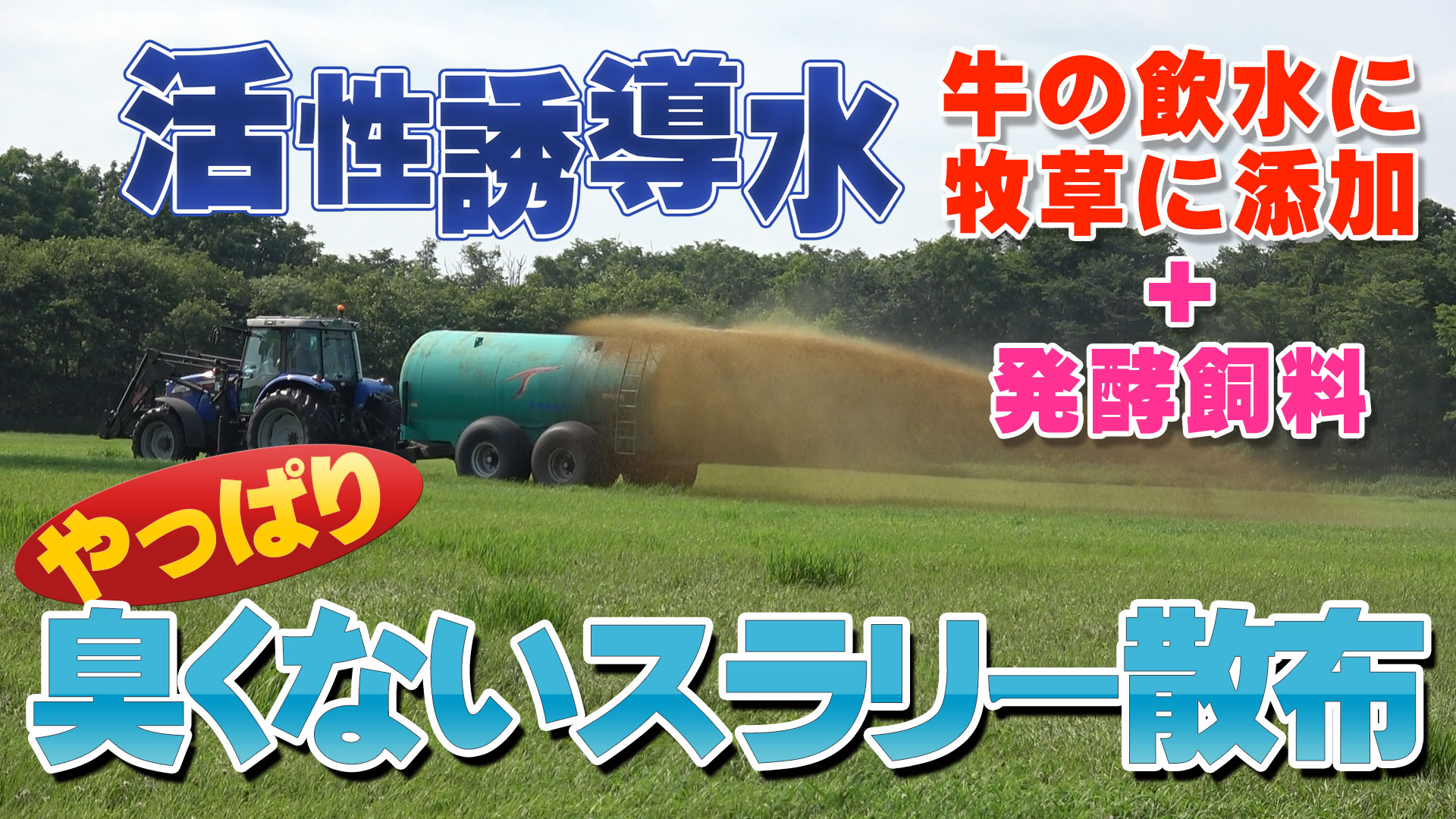 【やっぱり臭くないスラリー散布？】＝牛に飲ませて＋牧草に添加して＋発酵飼料与える【DNW306】