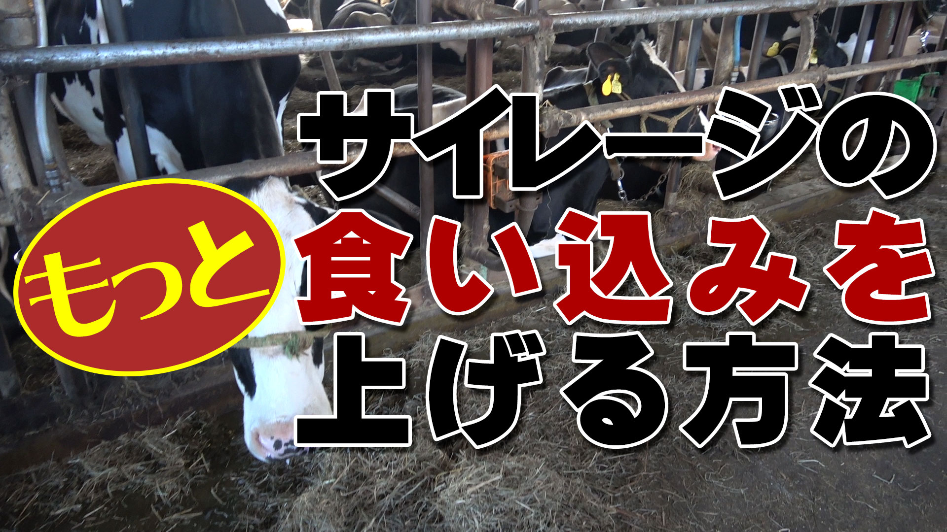 【驚きの結果】牧草サイレージの食い込みを”もっと”上げる方法【DNW318】