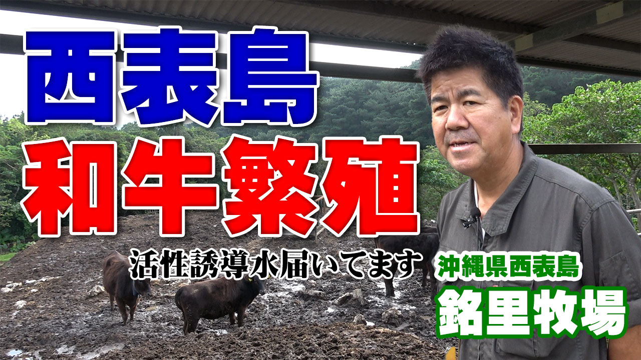 【西表島・和牛繁殖】活性誘導水届いてます！【DNW331】
