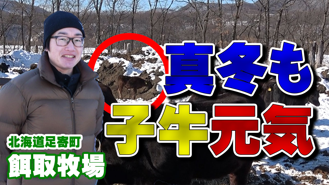 真冬でも元気な餌取牧場の子牛たち【DNW332】