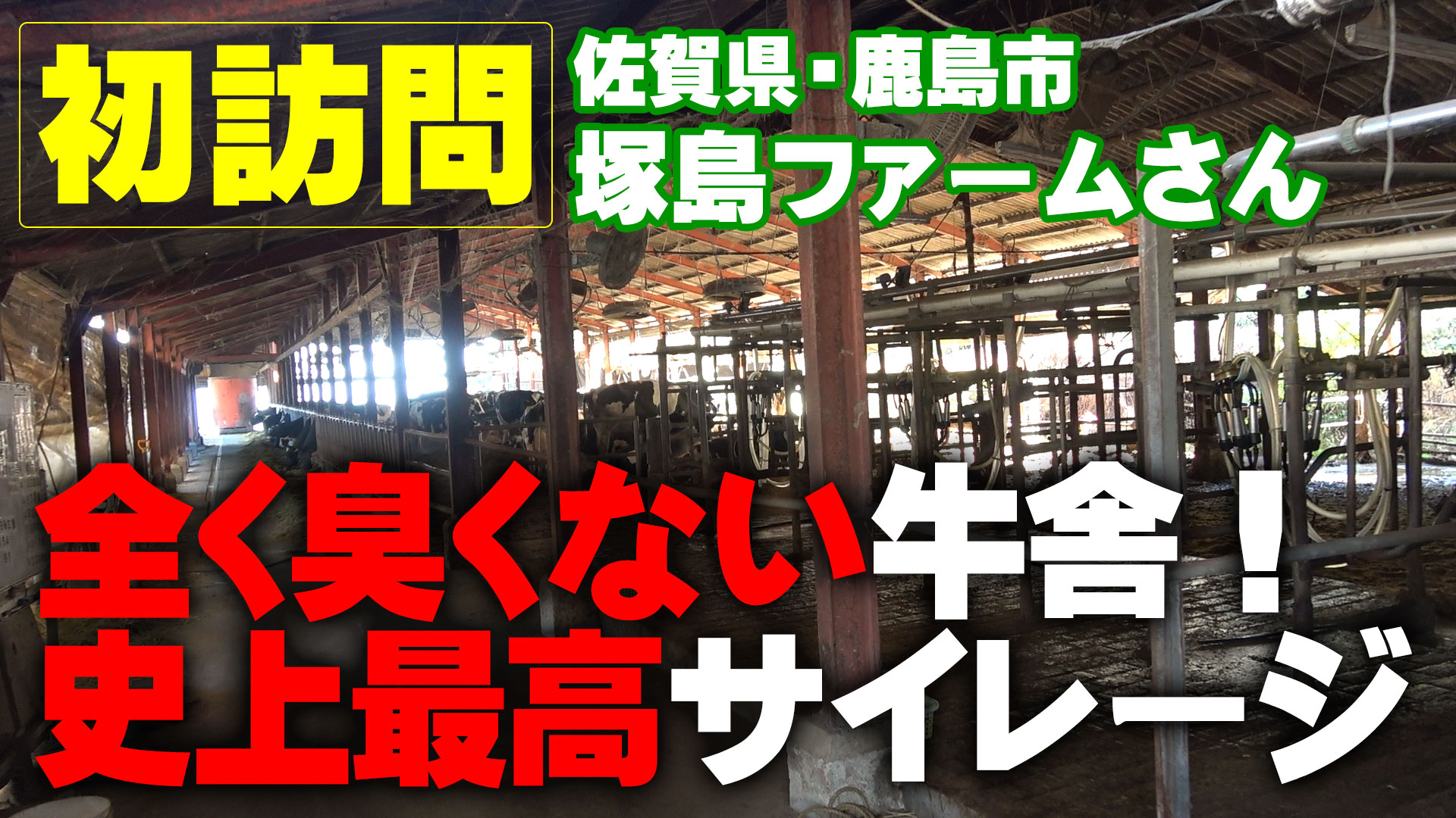【初訪問】全く臭くない牛舎と史上最高サイレージ【DNW335】