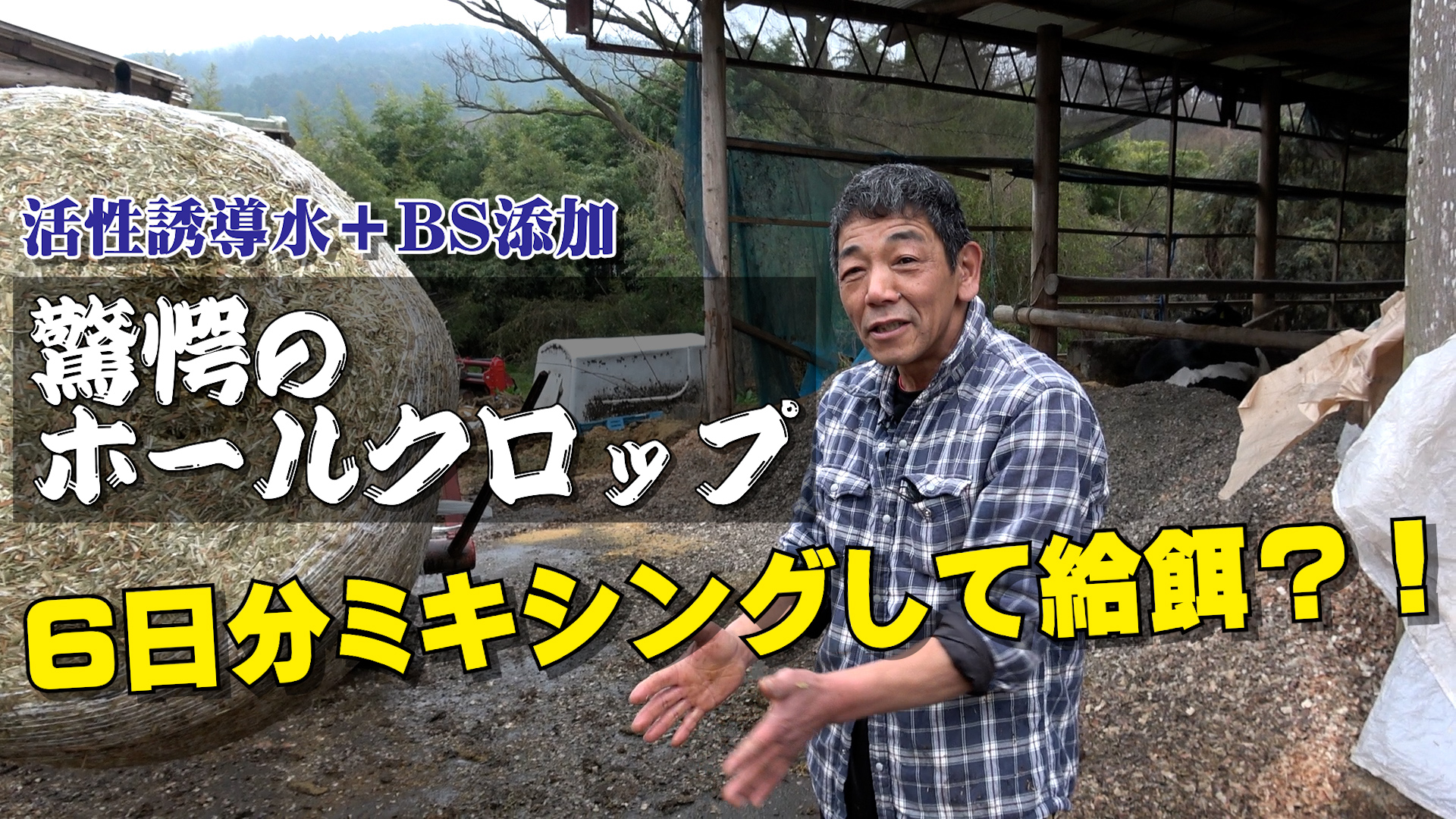 【大丈夫？】6日分ミキシングして給餌【DNW340】