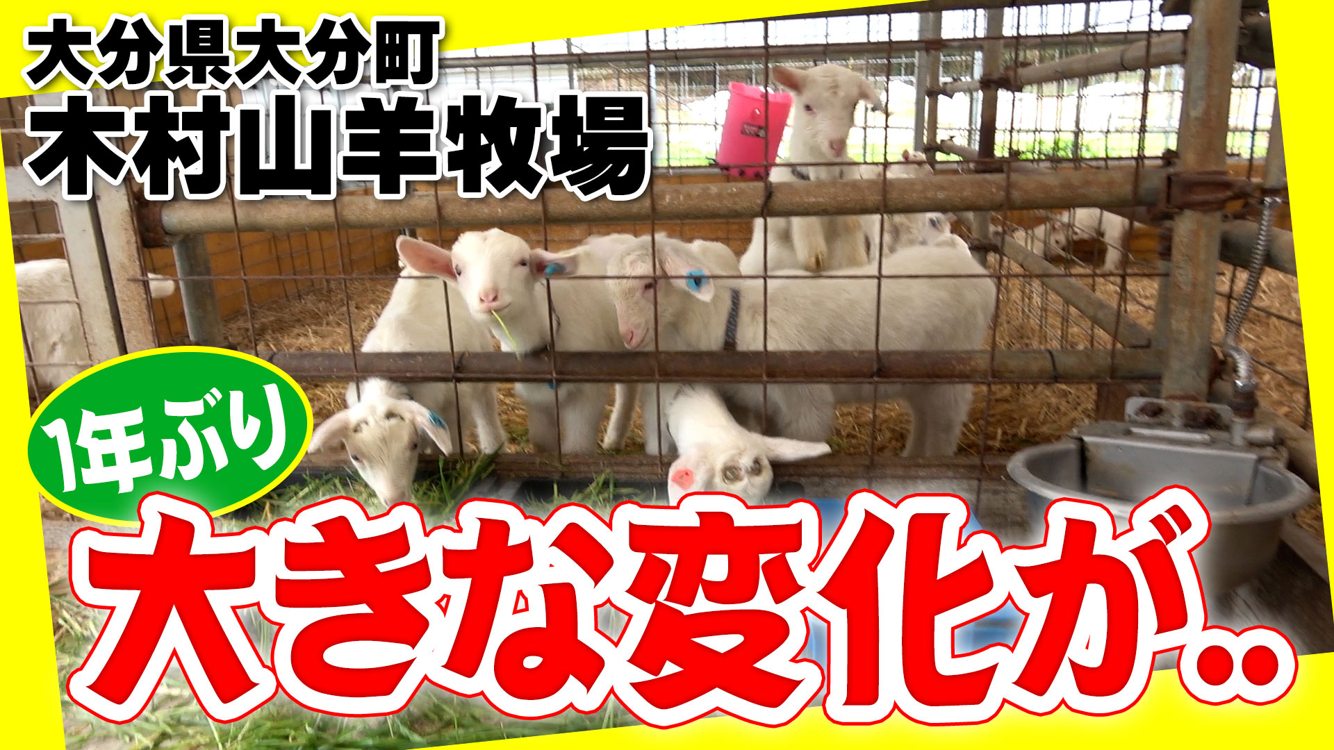 【１年振り】山羊牧場に大きな変化が！【DNW341】