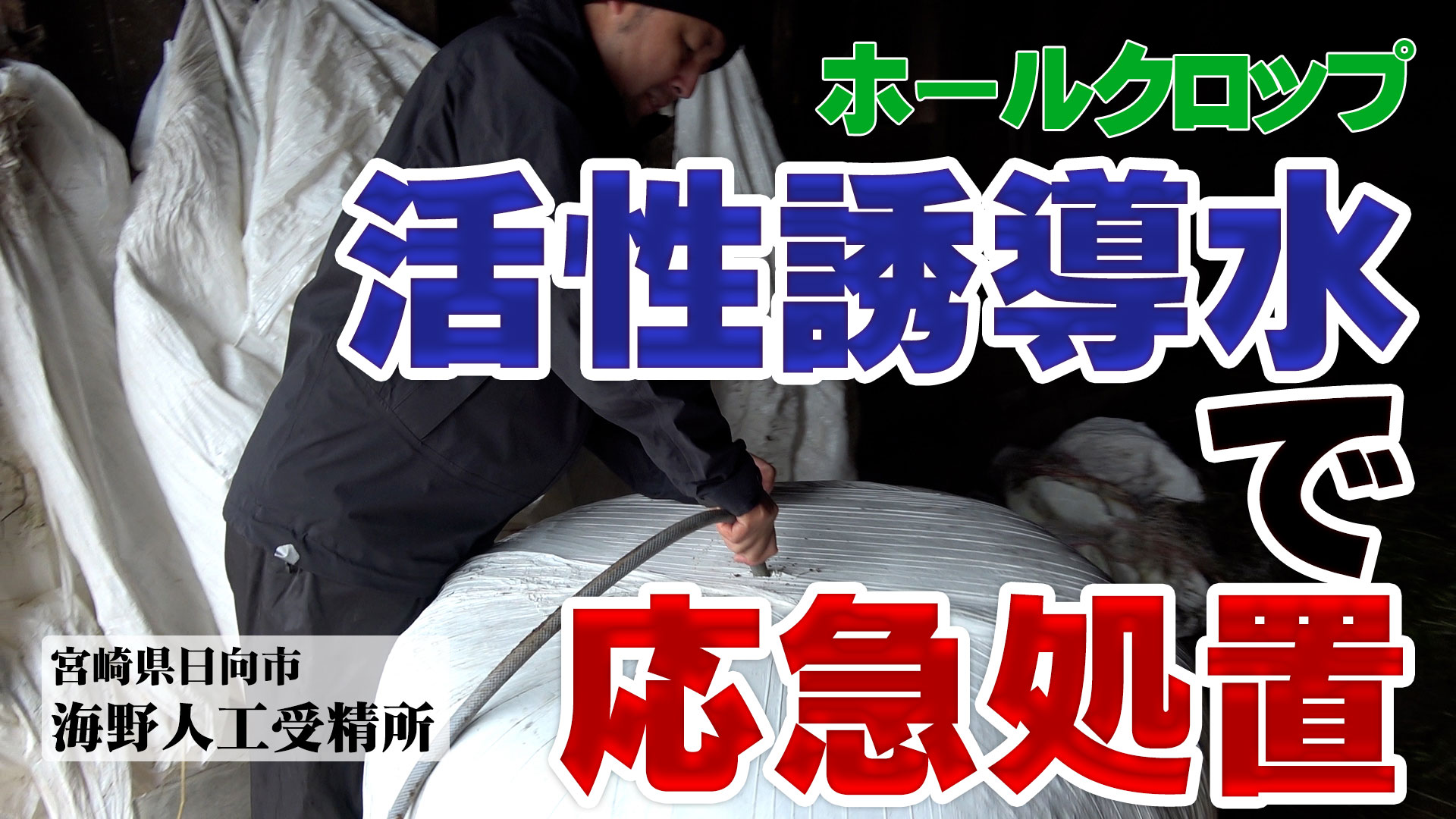 活性誘導水でホールクロップの応急処置？【DNW352】